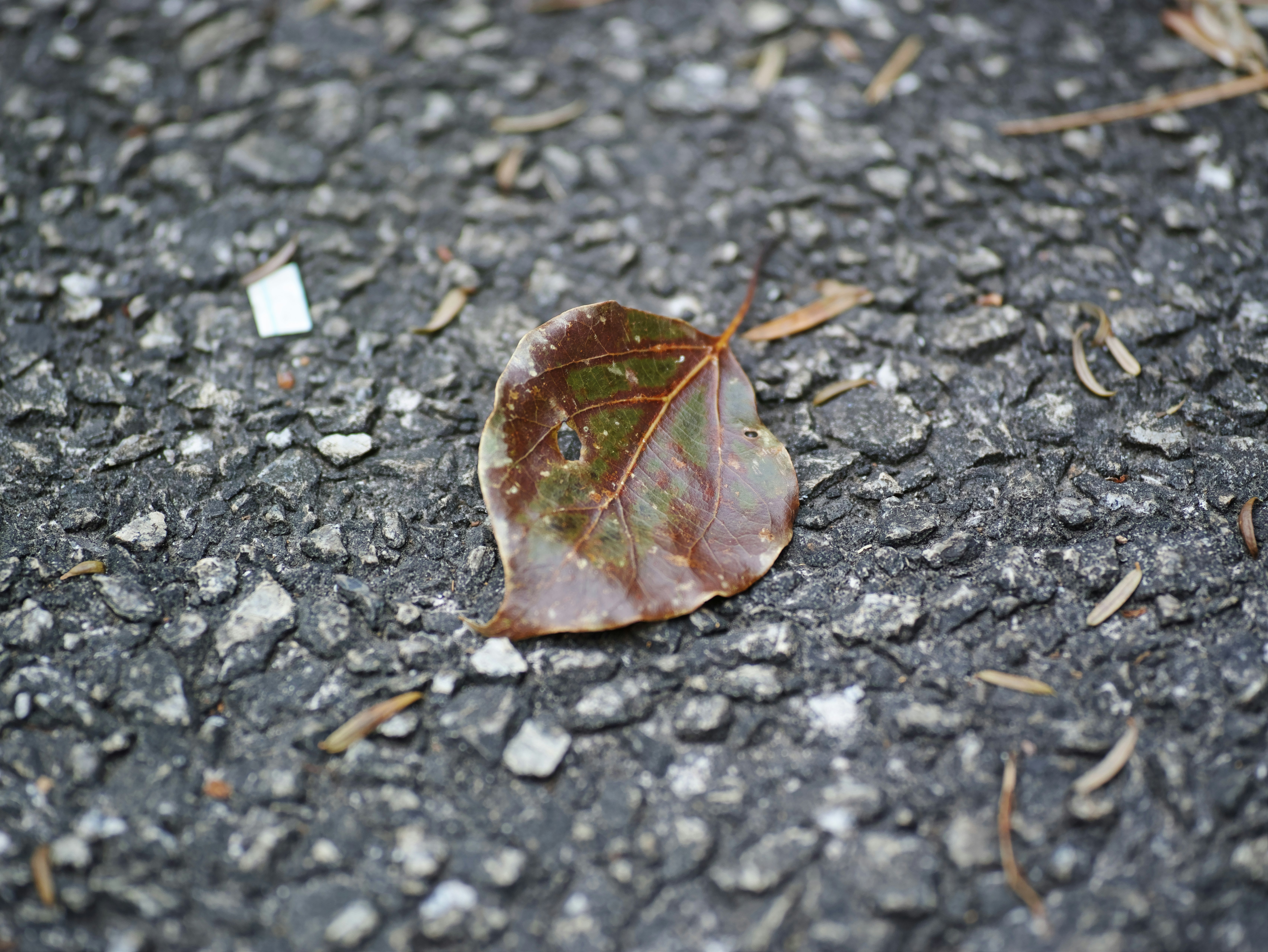 A fallen leaf on a stone pavement with scattered small leaves