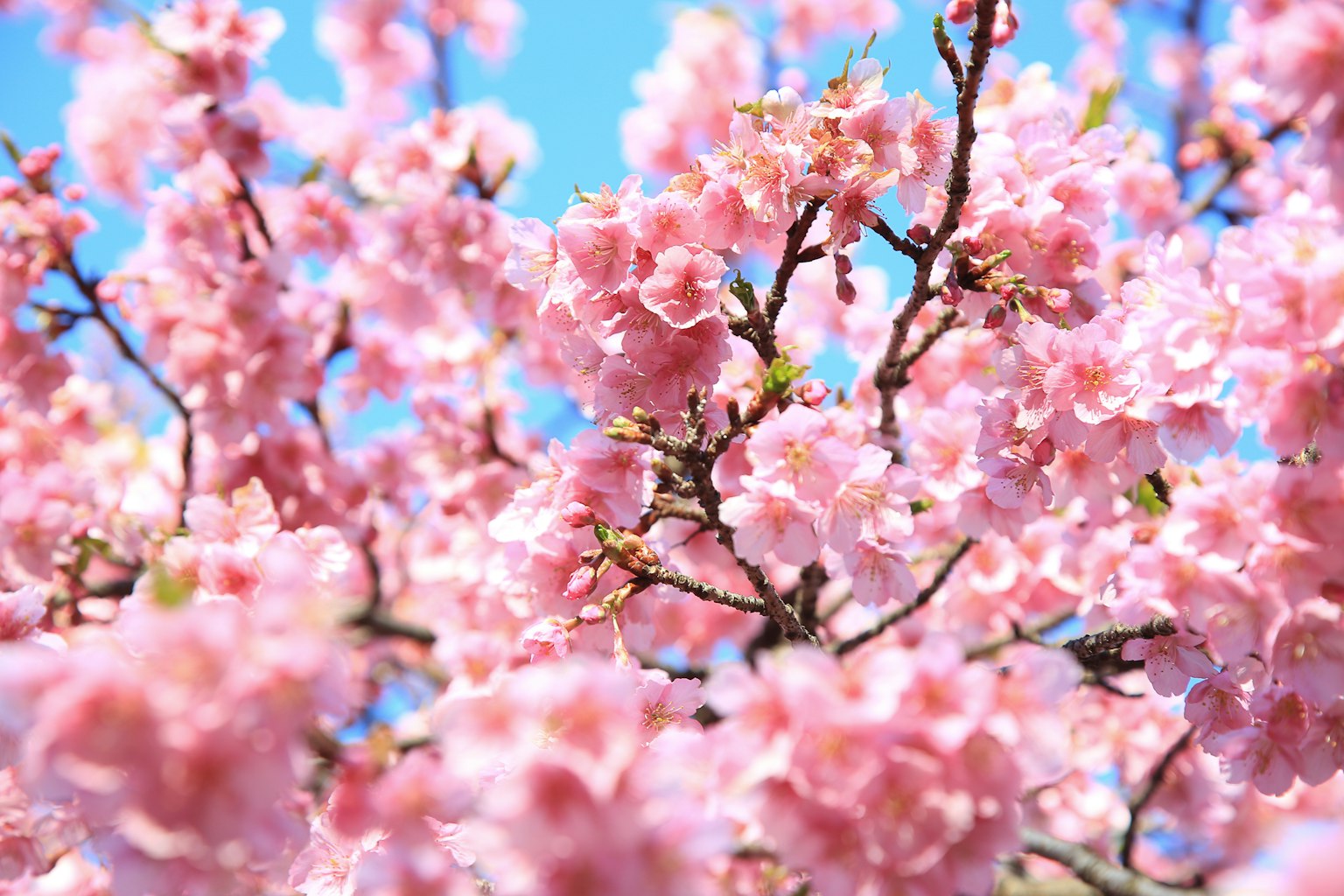 Rami coperti di fiori di ciliegio rosa sotto un cielo blu