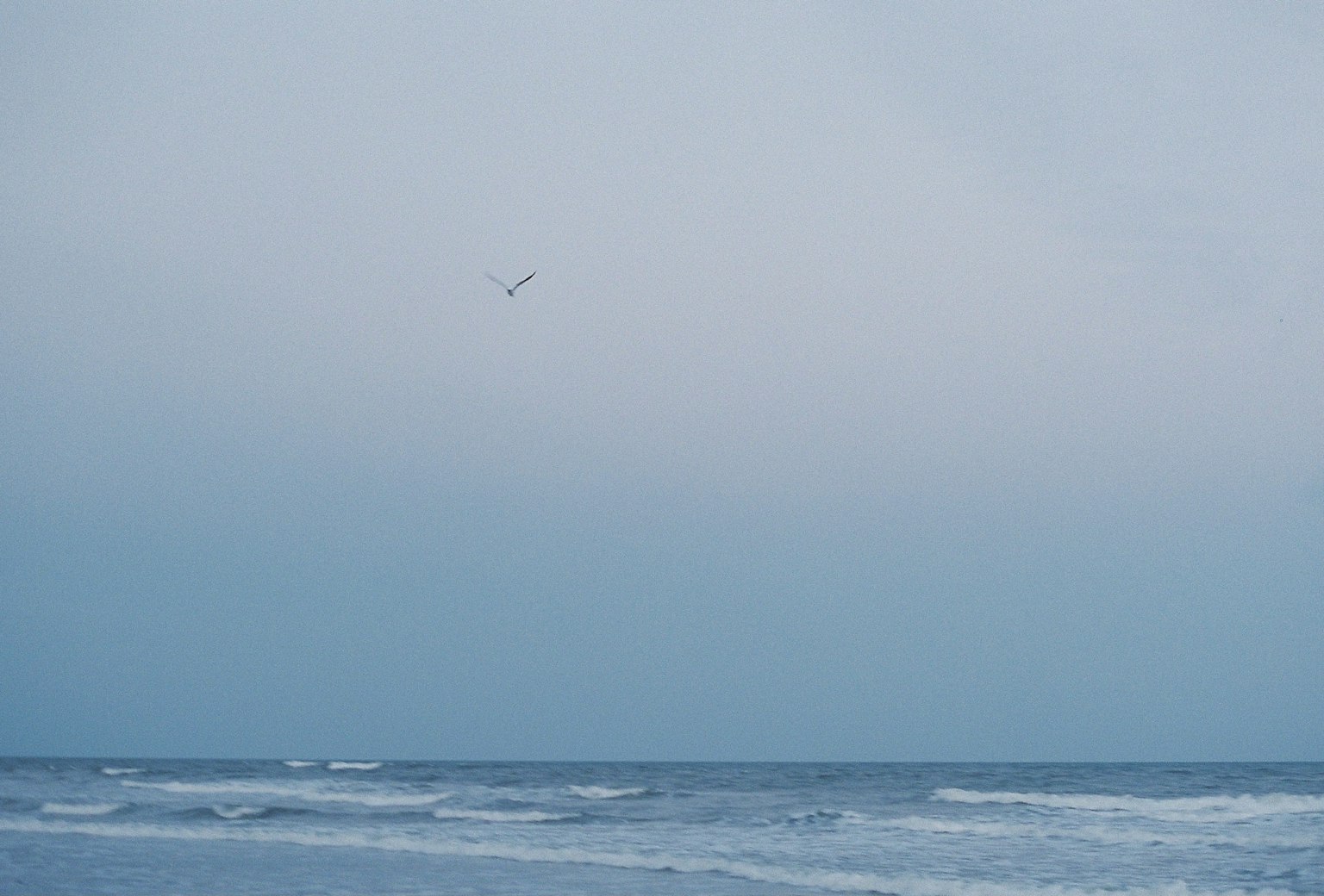 Paisaje marino tranquilo con un pájaro volando en un cielo azul pálido