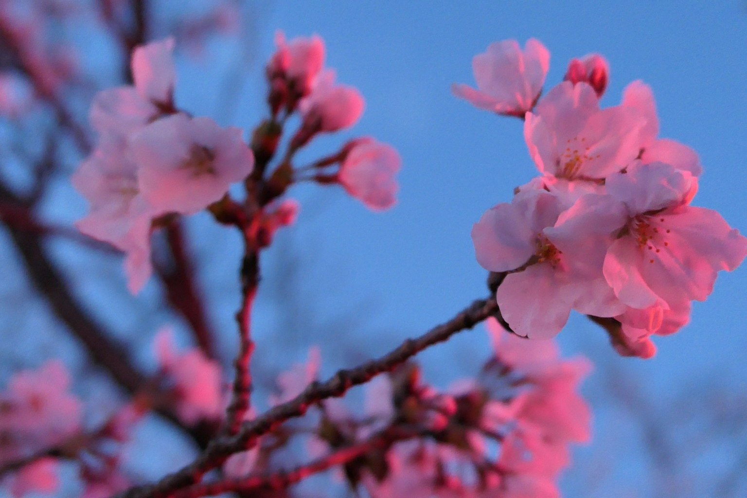 Kirschblüten, beleuchtet von sanftem rosa Licht vor einem blauen Himmel