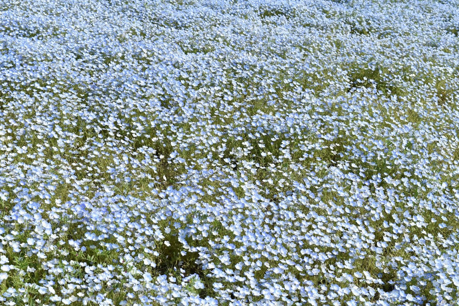 Un beau pré couvert de fleurs bleues
