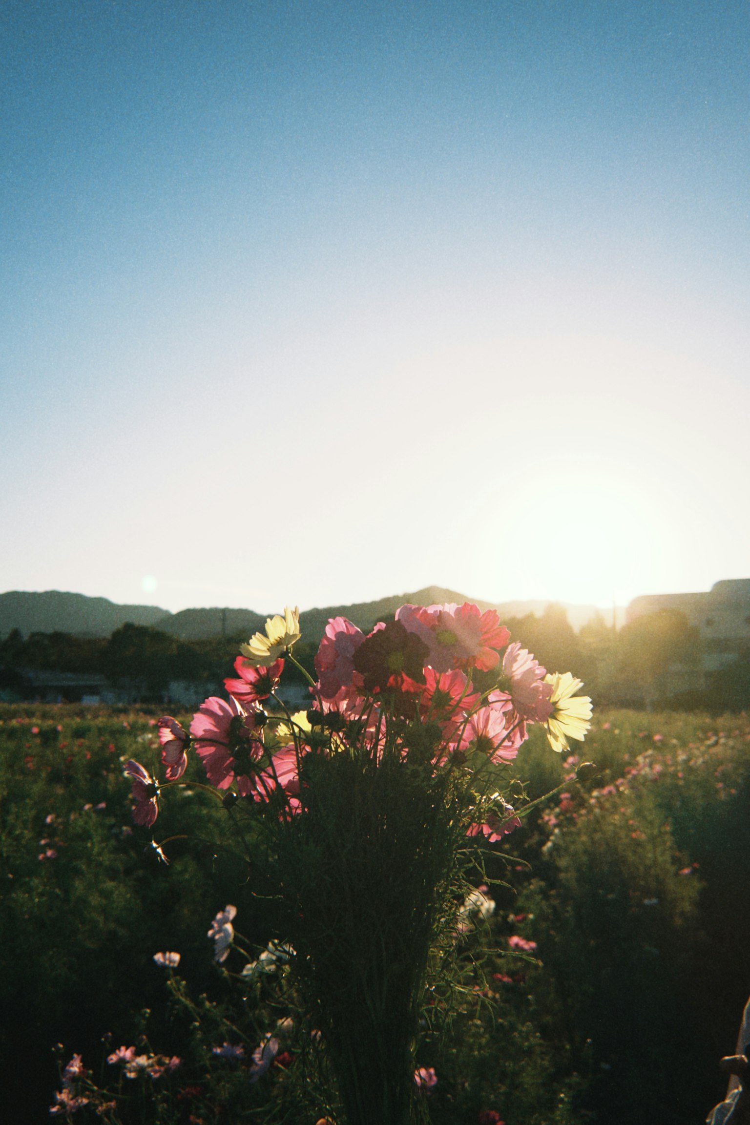 Ramo de flores coloridas contra un fondo de atardecer