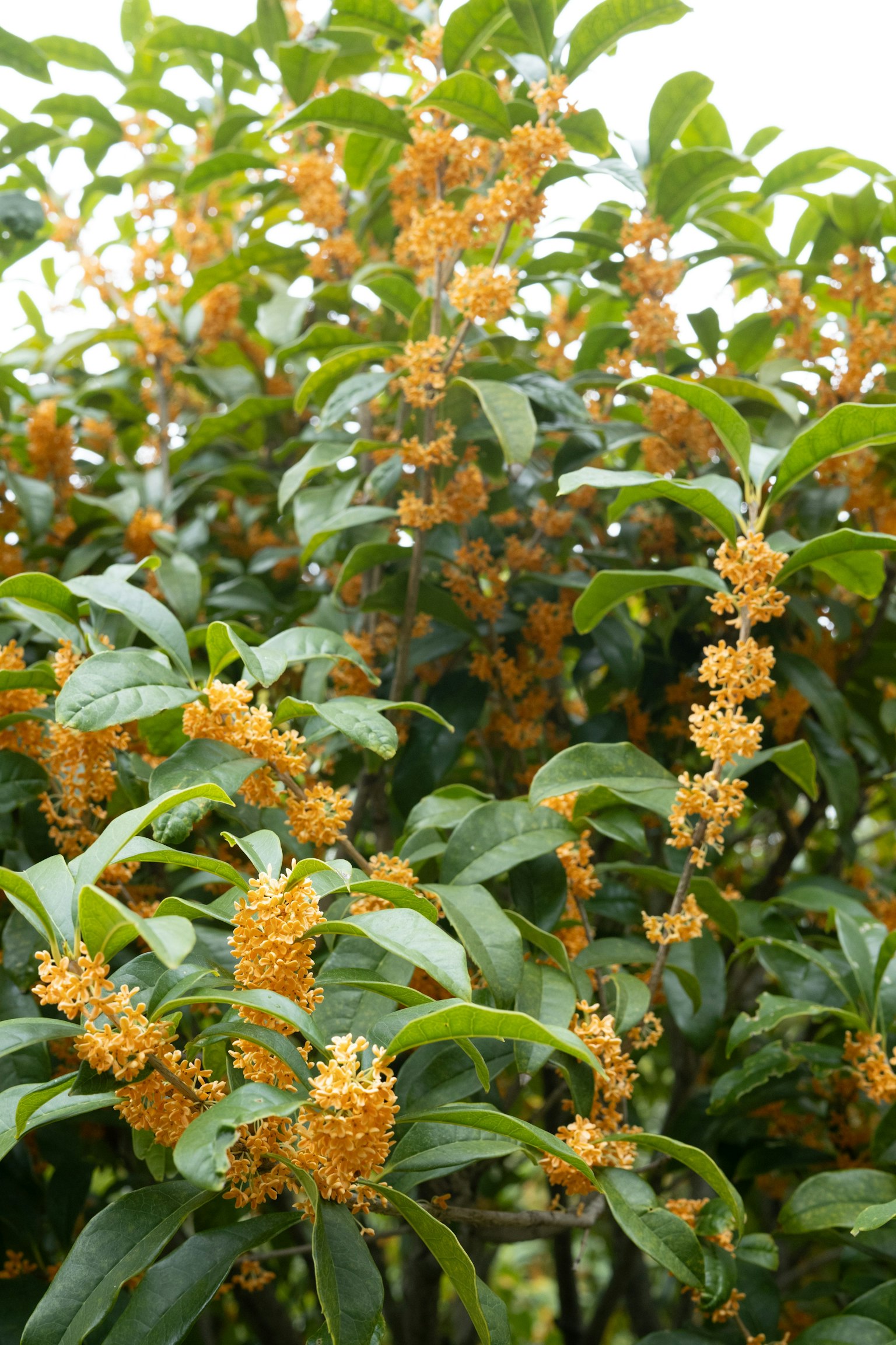 Fragrant orange flowers of osmanthus blooming among lush green leaves