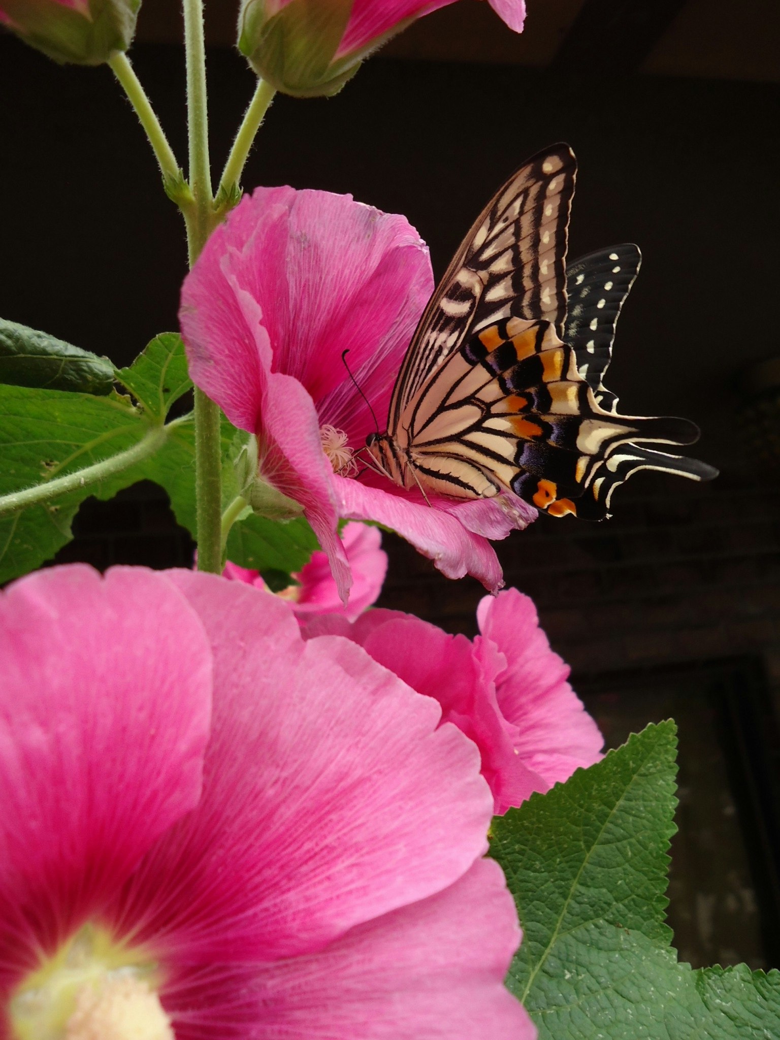 A butterfly resting on a beautiful pink flower