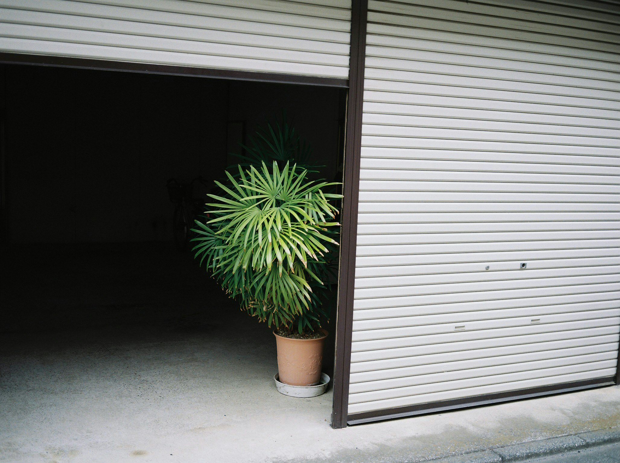 シャッター前の鉢植えのヤシ