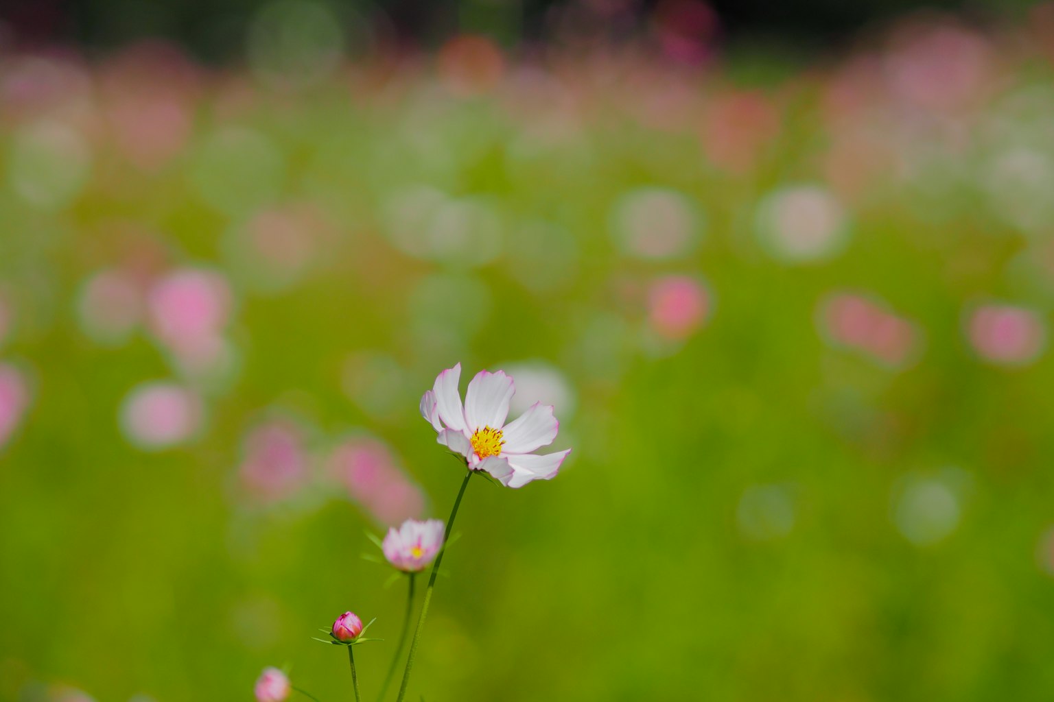 一朵白花在綠色田野中的粉紅花朵之間突出