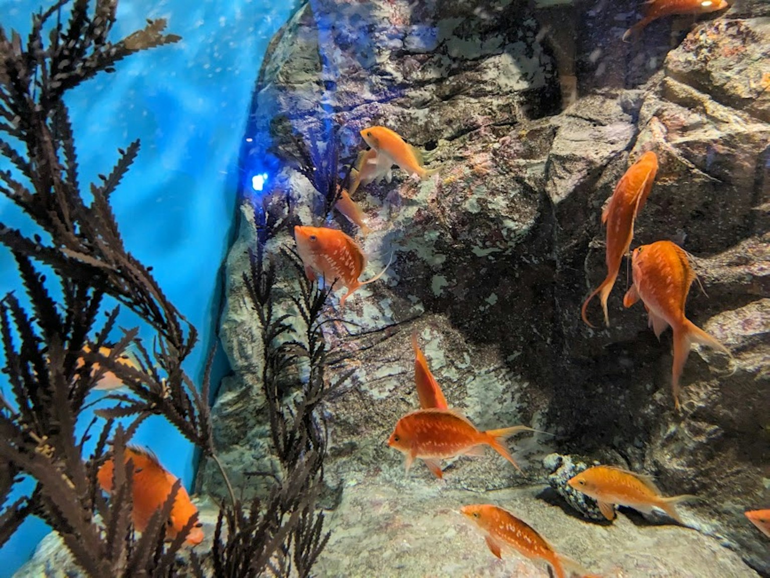 Orange fish swimming in blue water with rocks and seaweed