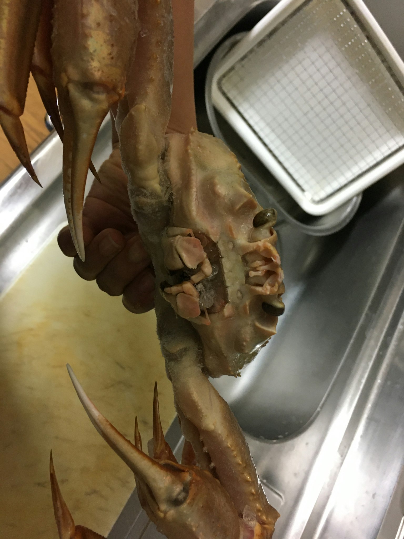 Eine große Krabbe, die über einem Waschbecken gehalten wird