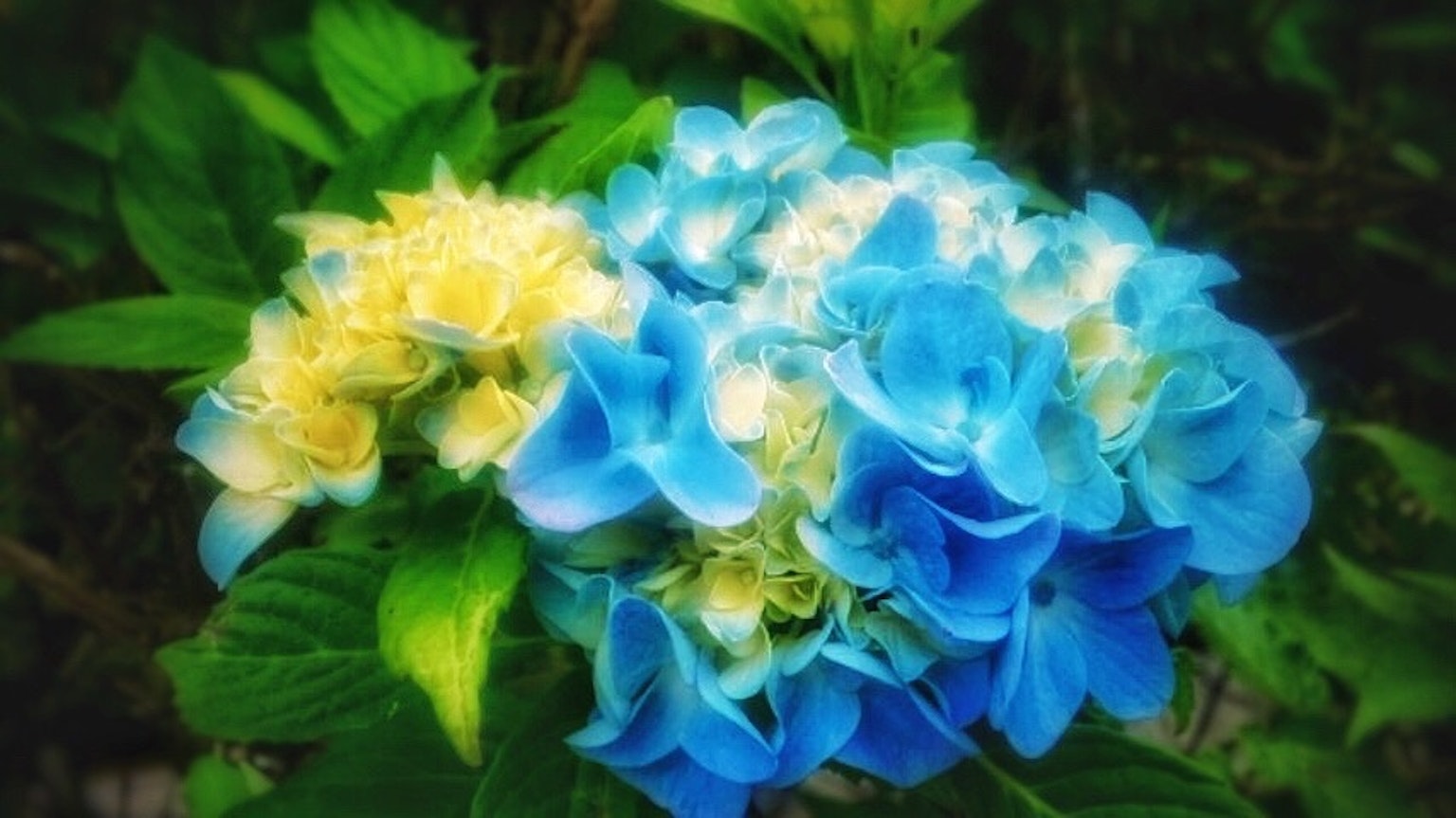 ดอกไฮเดรนเยียสีน้ำเงินและสีเหลืองบานอยู่ท่ามกลางใบเขียว