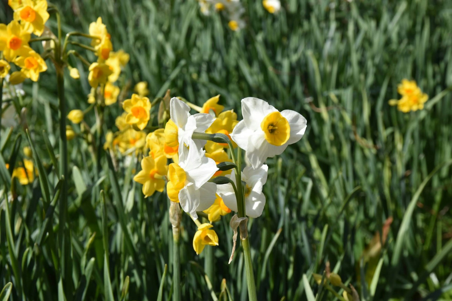 Un campo de narcisos amarillos y blancos floreciendo entre la hierba verde