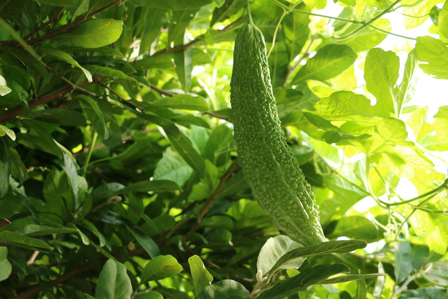 Buah pare tergantung di antara daun hijau