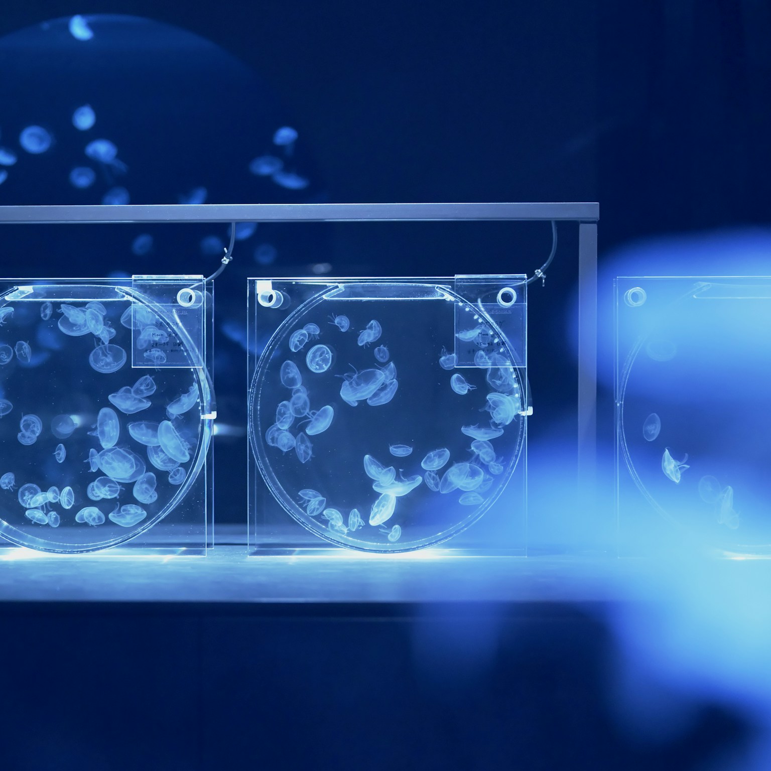 Hermosa exhibición de acuario con medusas flotando en tanques azules