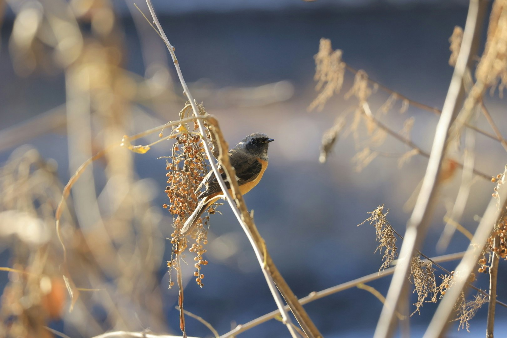 枯れ草にとまる野鳥