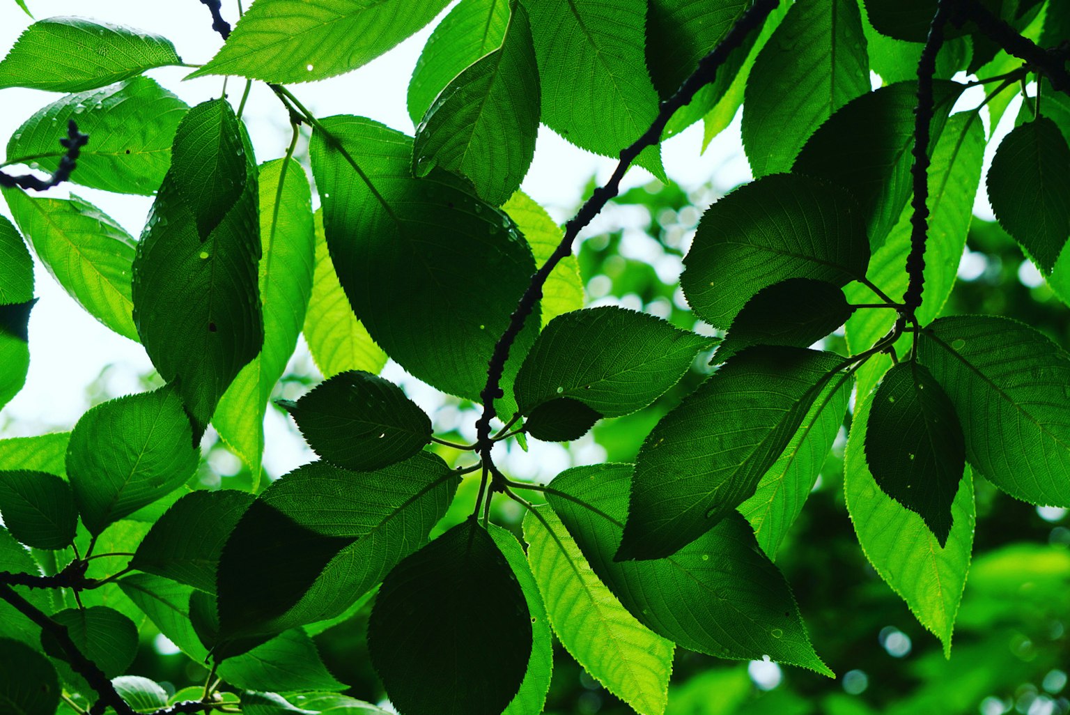 Overlapping green leaves with visible water droplets