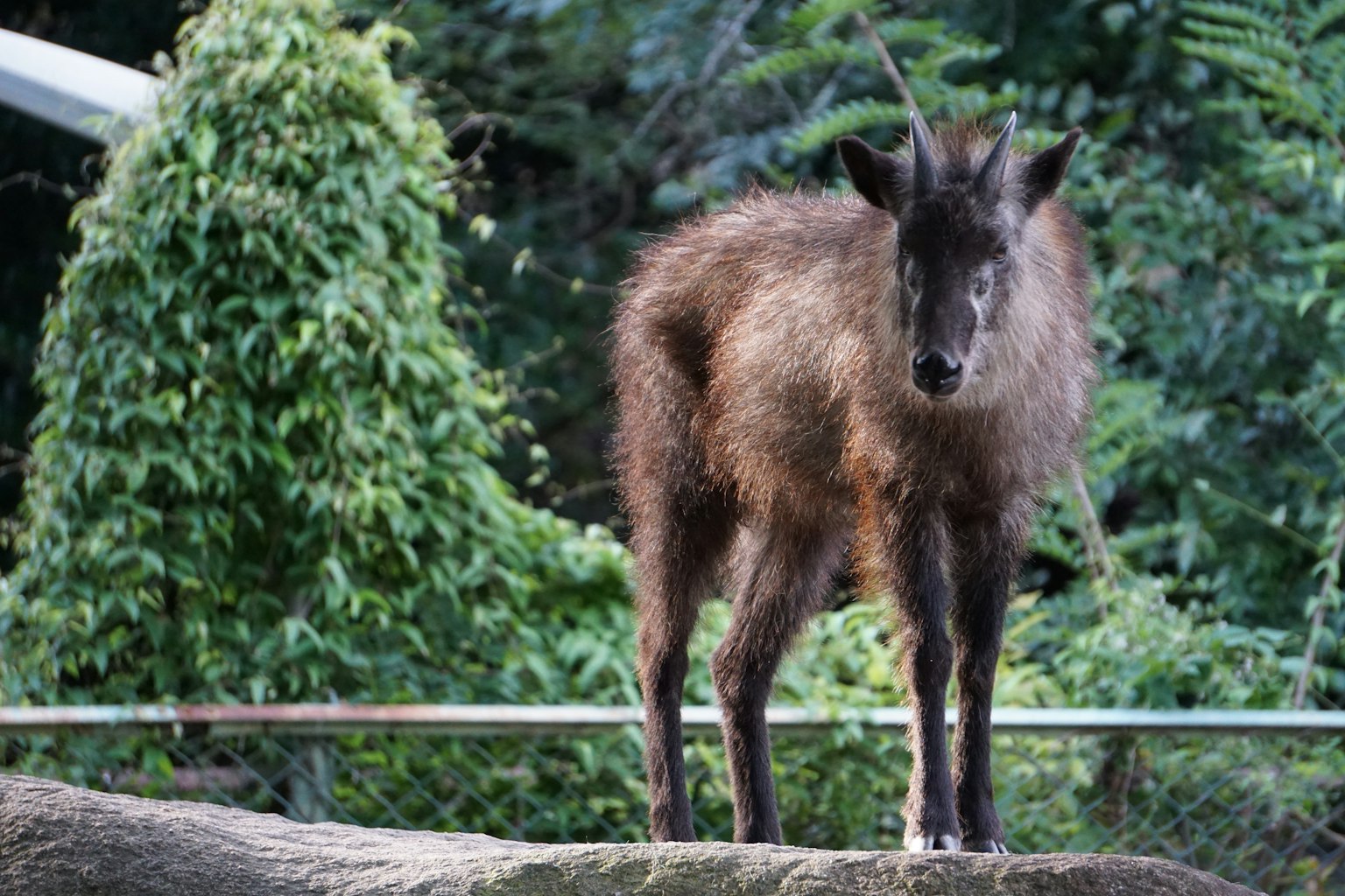 Un animale arruffato in piedi su uno sfondo verde lussureggiante