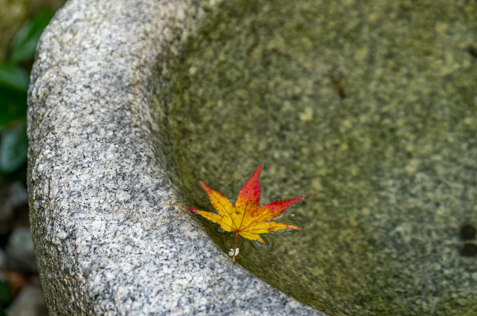Una hoja de arce amarilla y roja flotando en un recipiente de piedra