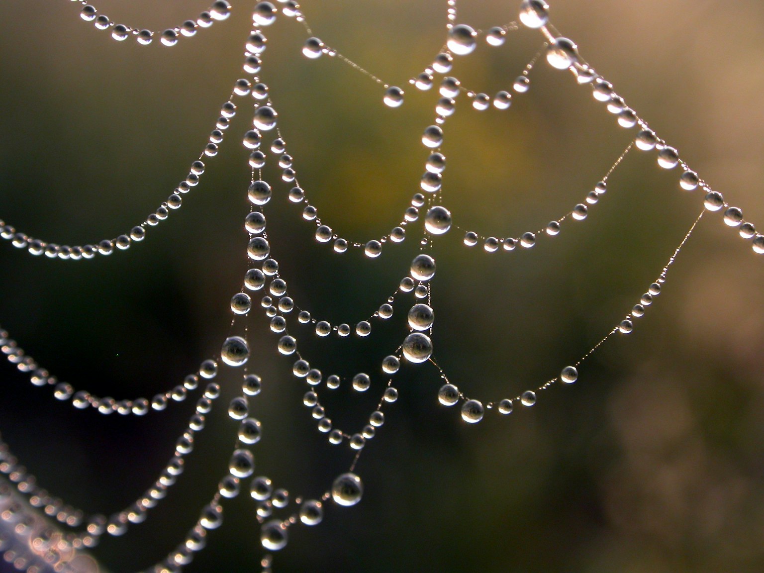 Primo piano di una ragnatela decorata con gocce di rugiada Belle riflessioni di luce e sfondo morbido