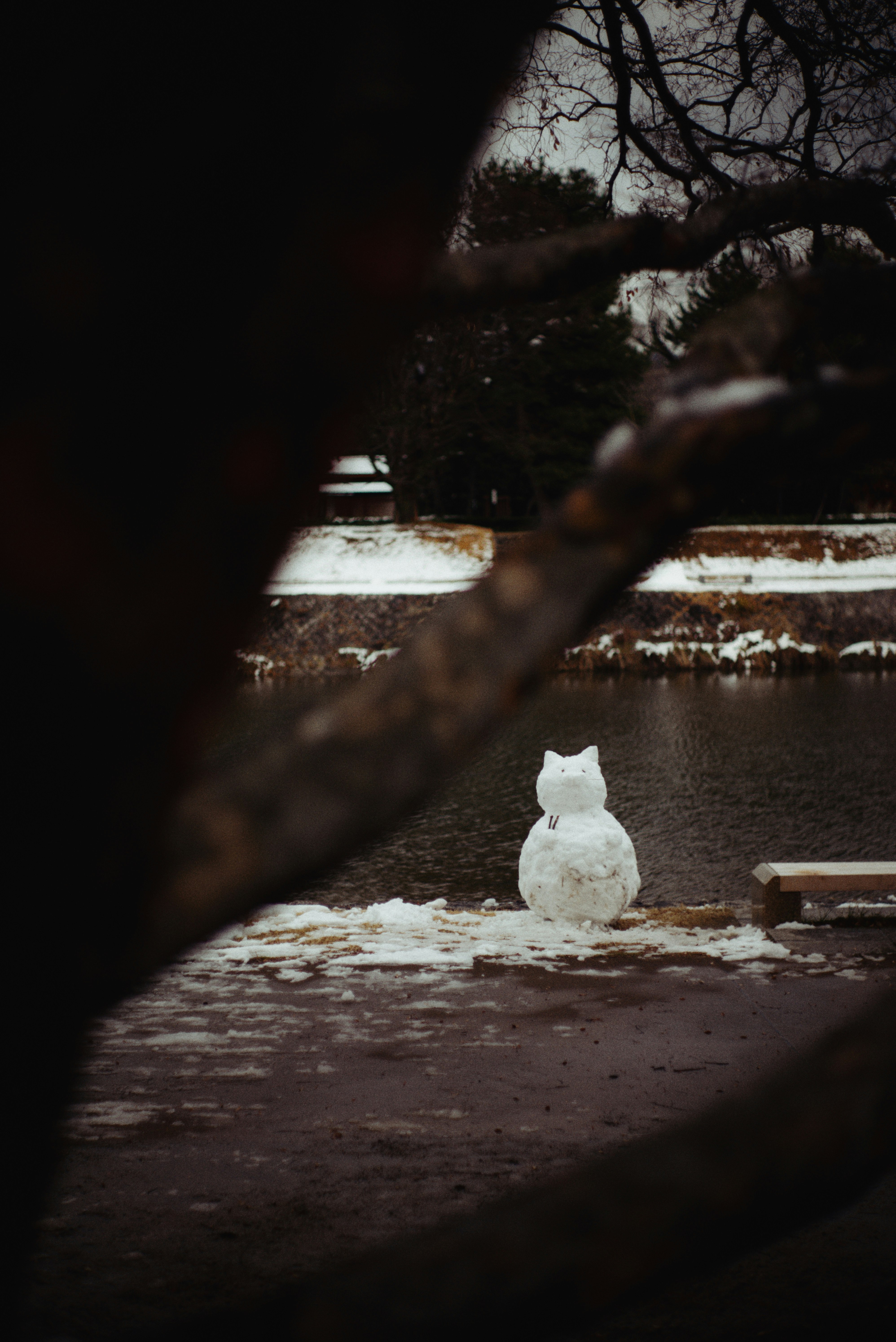 雪の路上に佇む白い猫