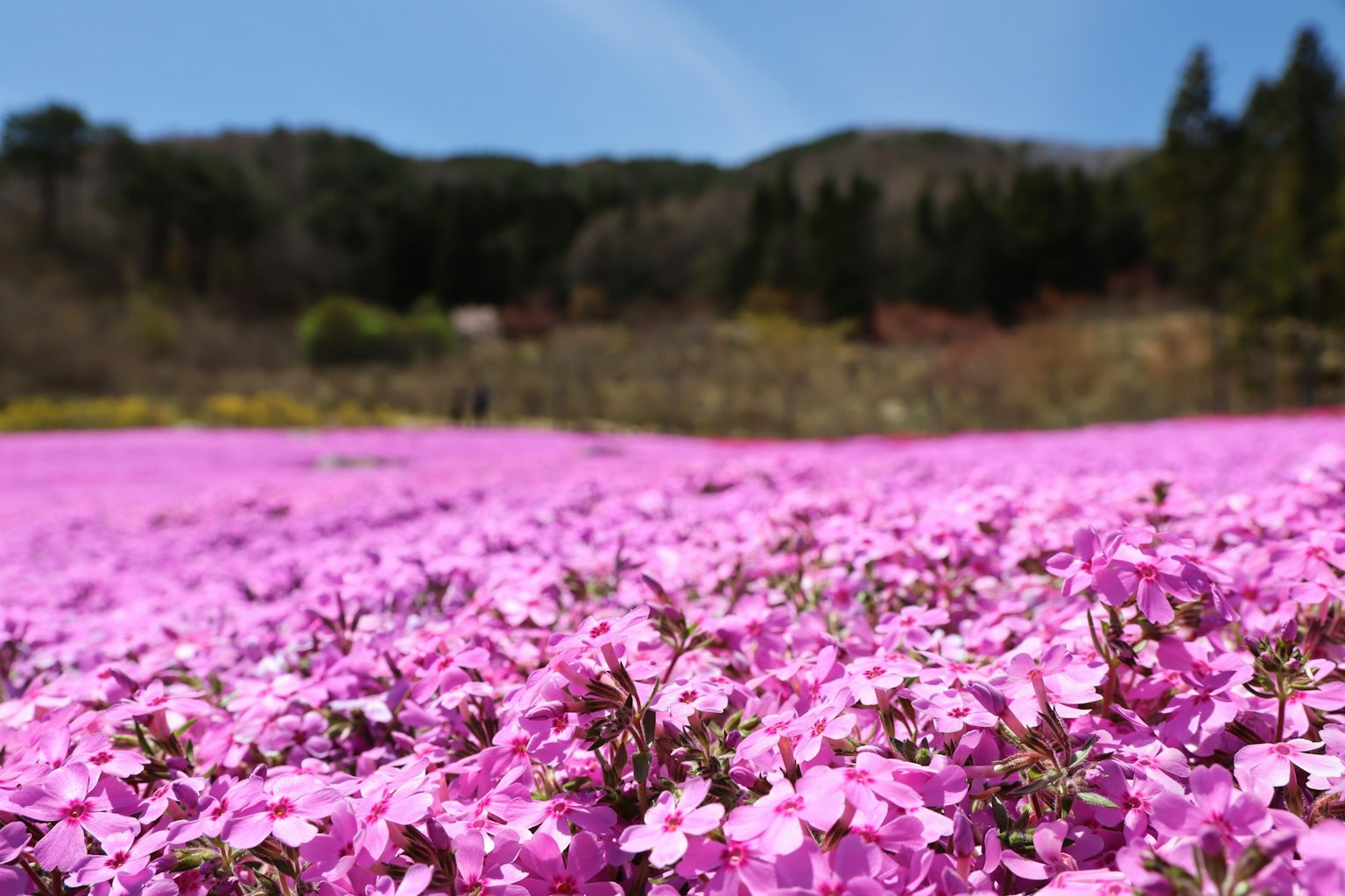 Weites rosa Blumenfeld mit blauem Himmel im Hintergrund