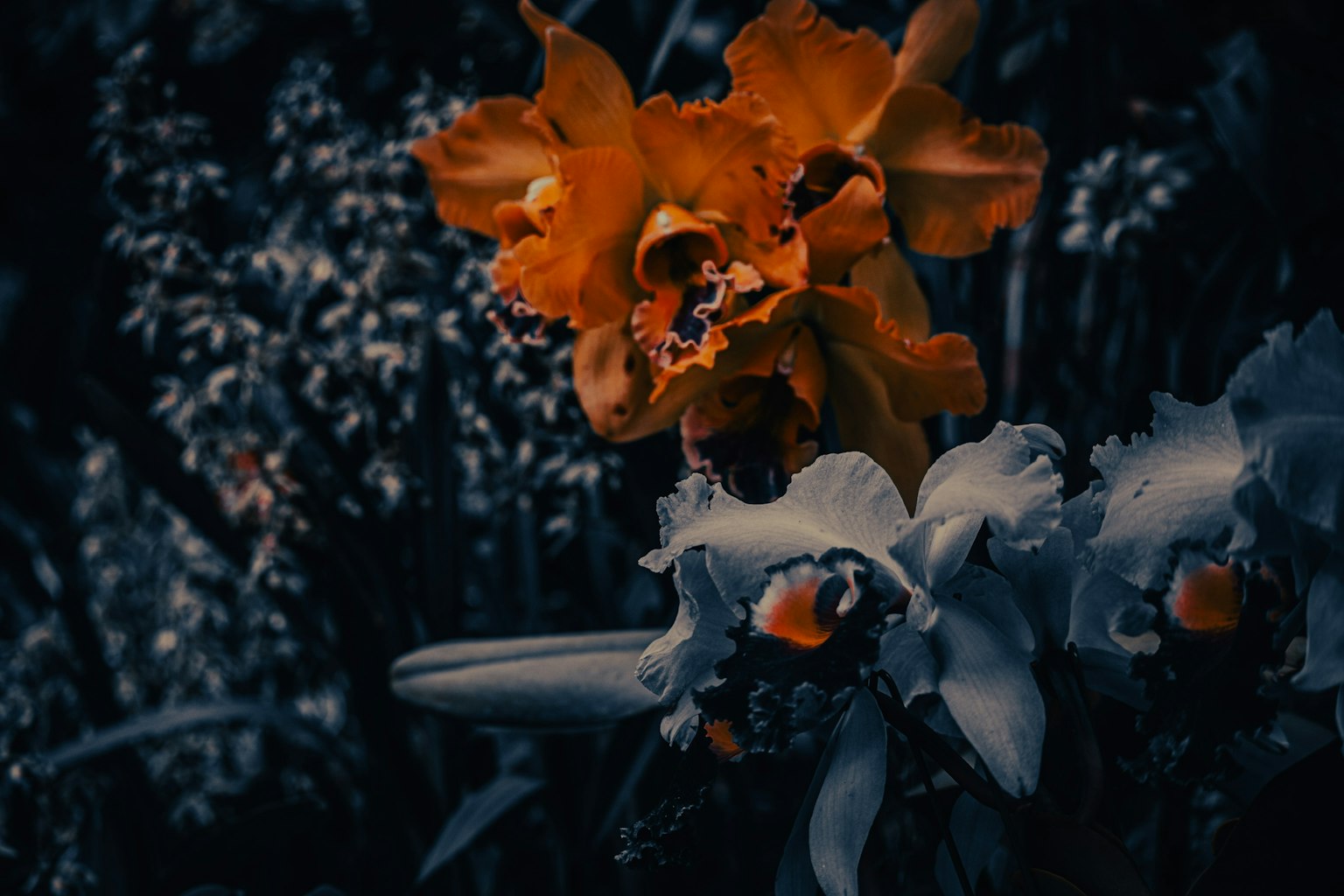Contrast of vibrant orange flower and white flower against dark background