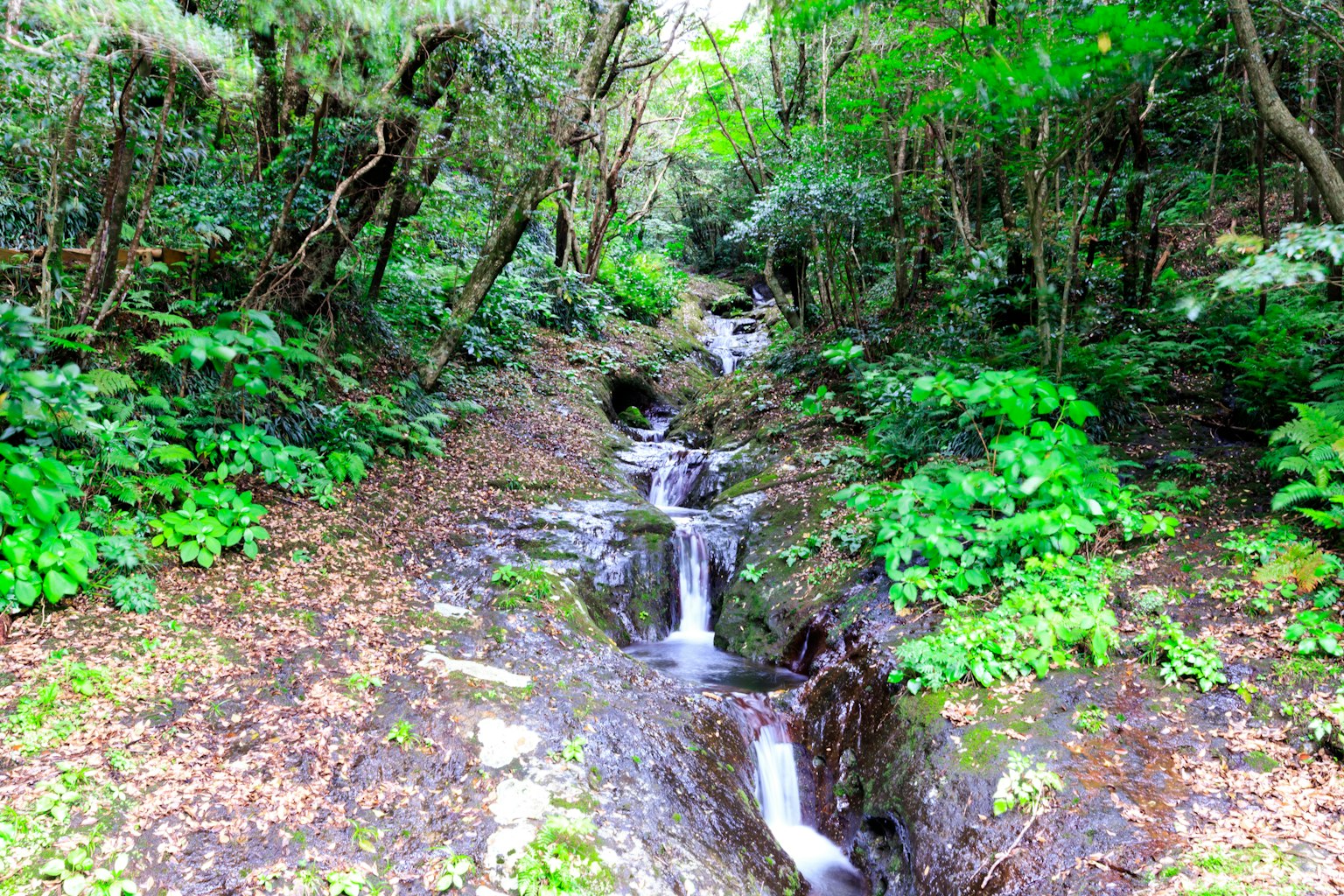 Vue pittoresque d'un ruisseau entouré de verdure luxuriante avec de l'eau qui coule et une végétation riche