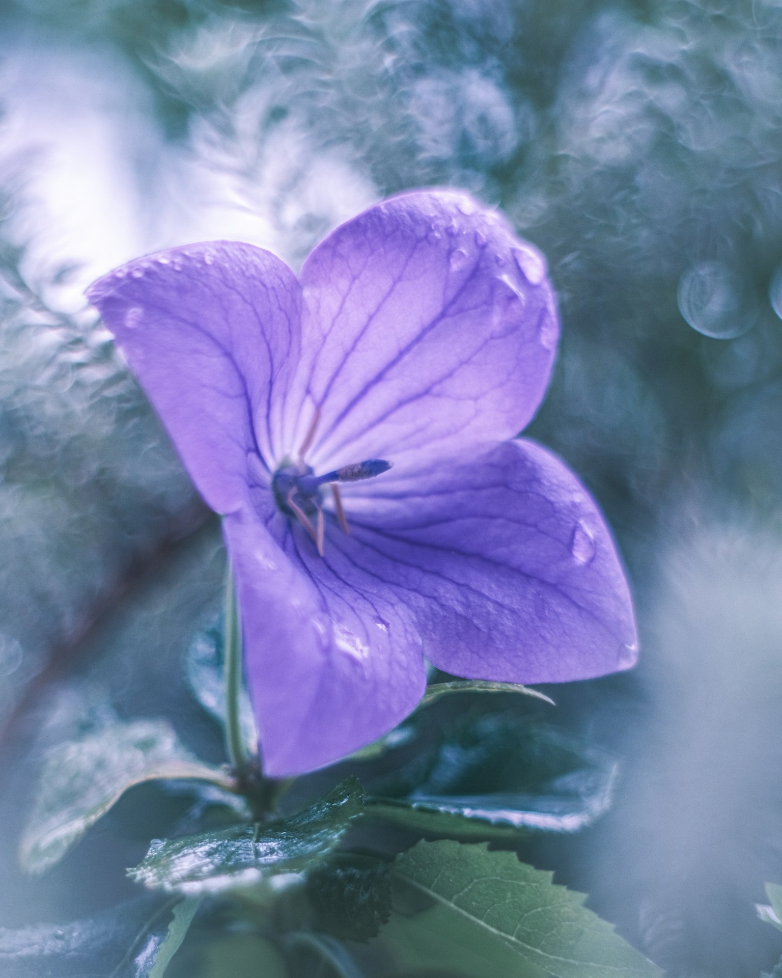Nahaufnahme einer lila Blume mit Wassertropfen auf den Blütenblättern umgeben von grünen Blättern