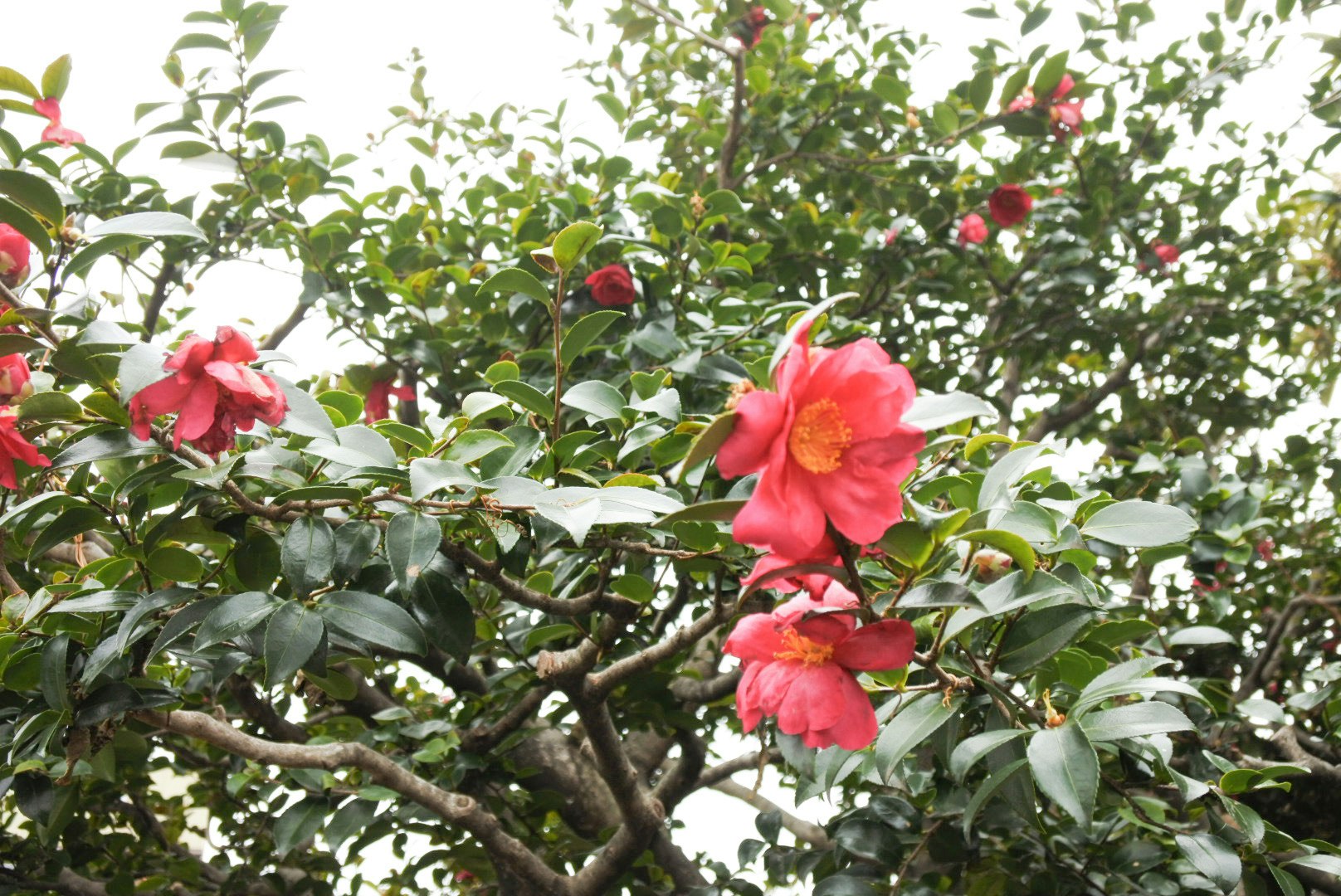 Close-up of camellia sasanqua blossoms on branches