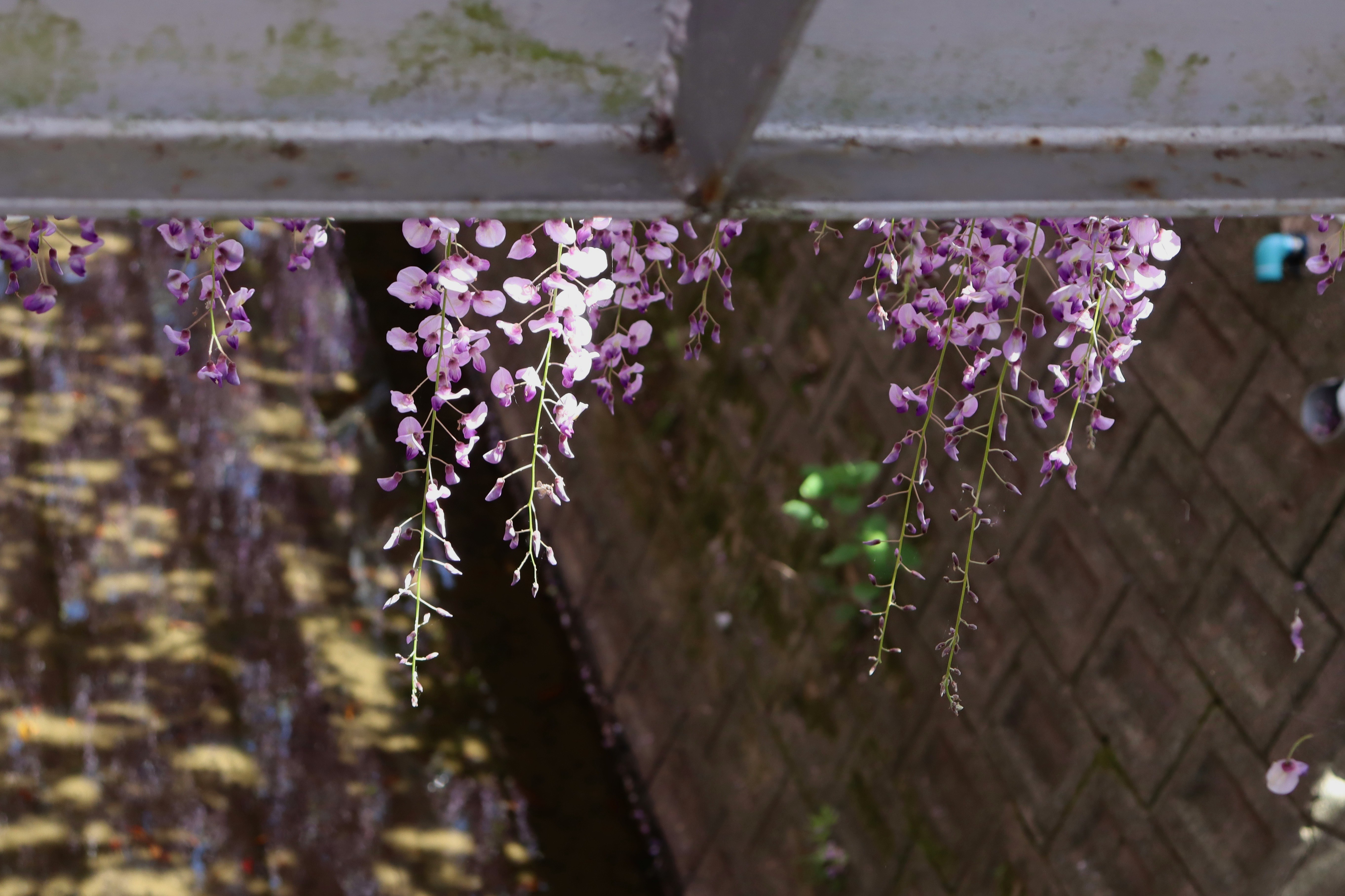 藤の花が垂れる木製の壁沿いの小道