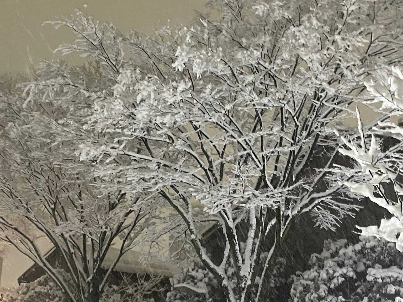 Alberi coperti di neve in un paesaggio invernale forte contrasto bianco e nero