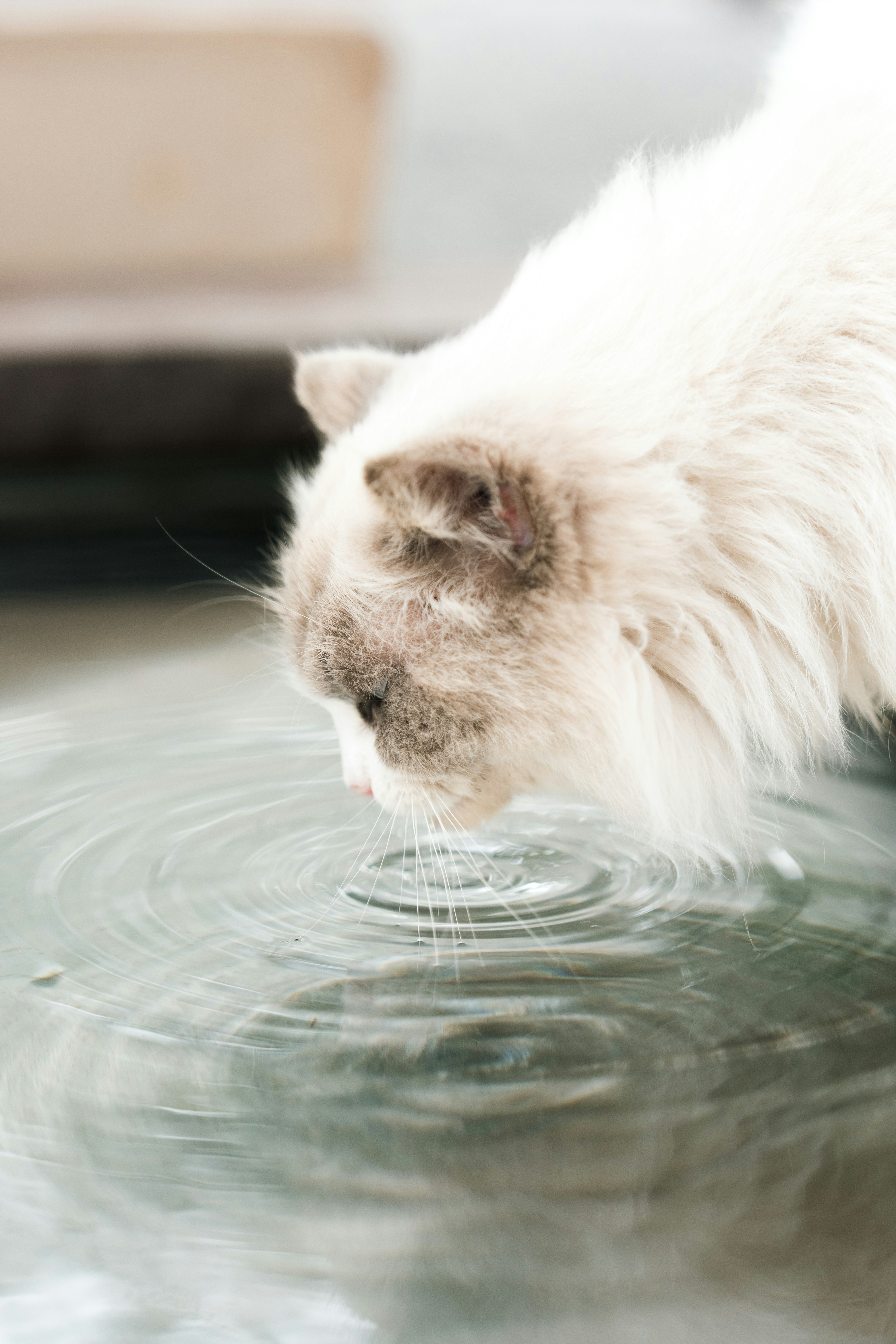 水を飲む白い猫のアップ