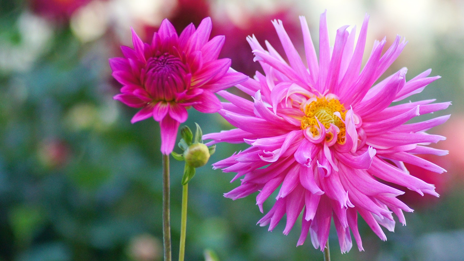 ดอกไม้สีชมพูสดใสเบ่งบานในสวน