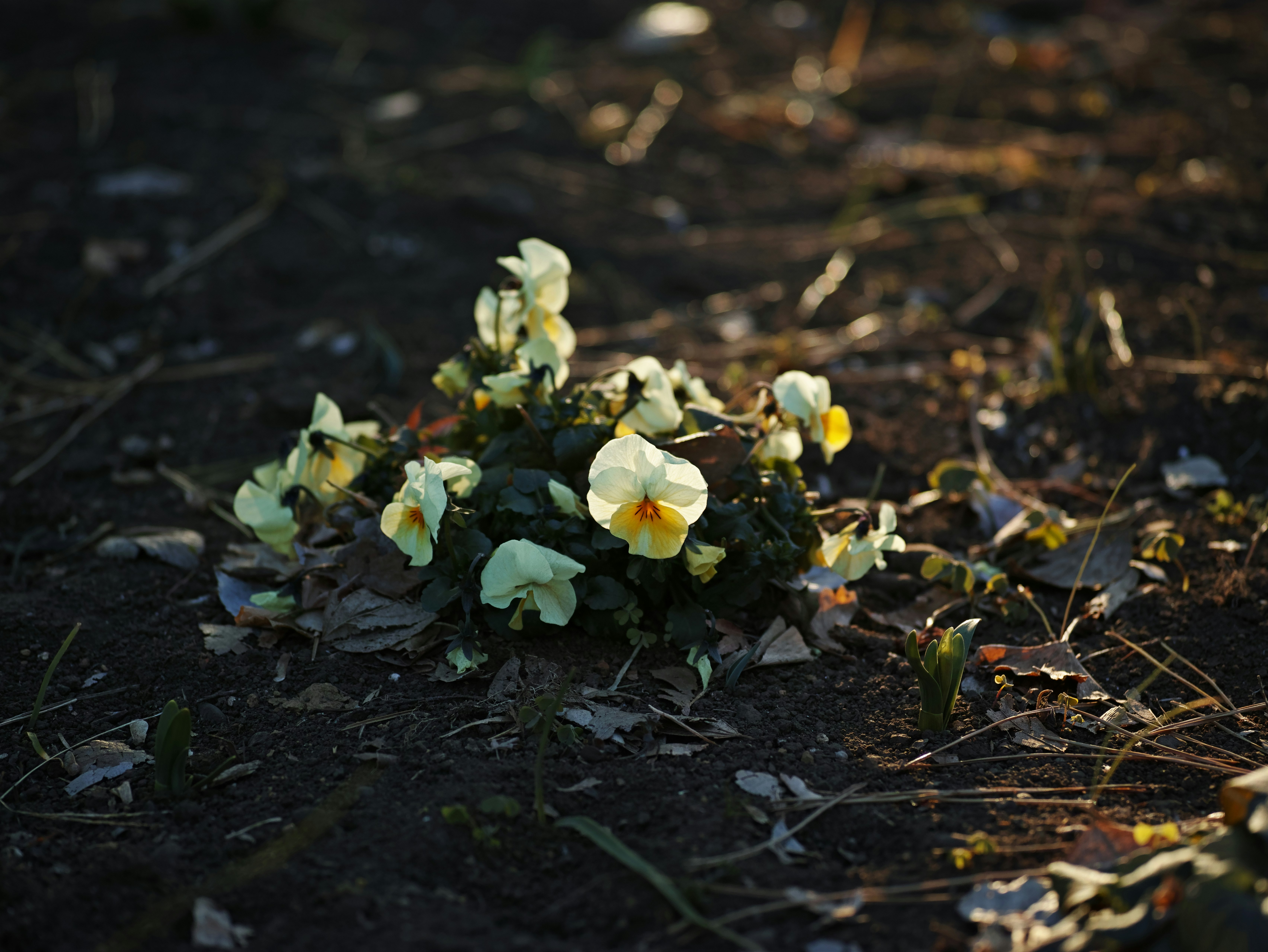 地面に落ちた花びらと小さな花のある自然の一角