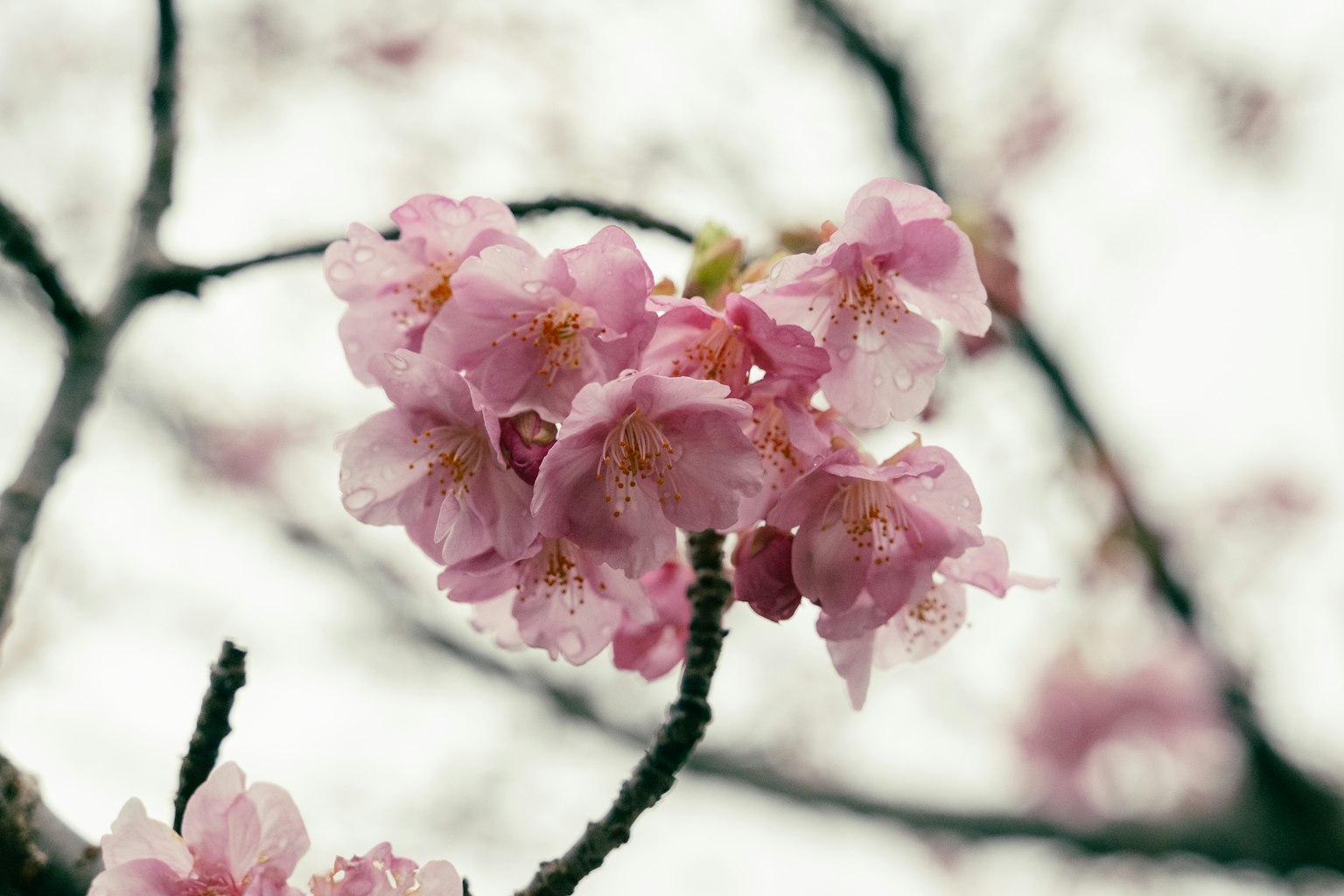 Close-up of cherry blossom flowers on a branch