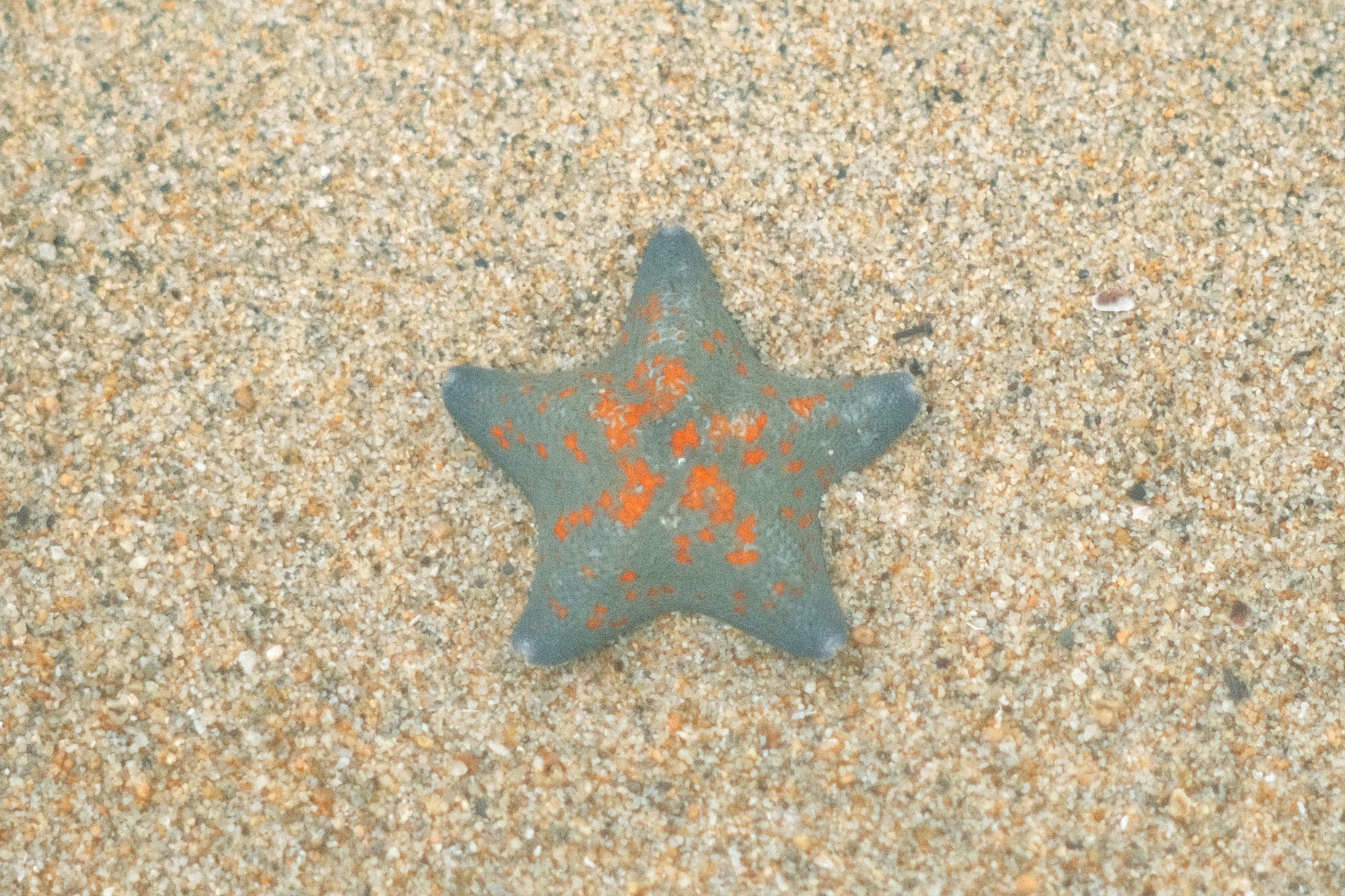 Blue star-shaped ornament on gravel