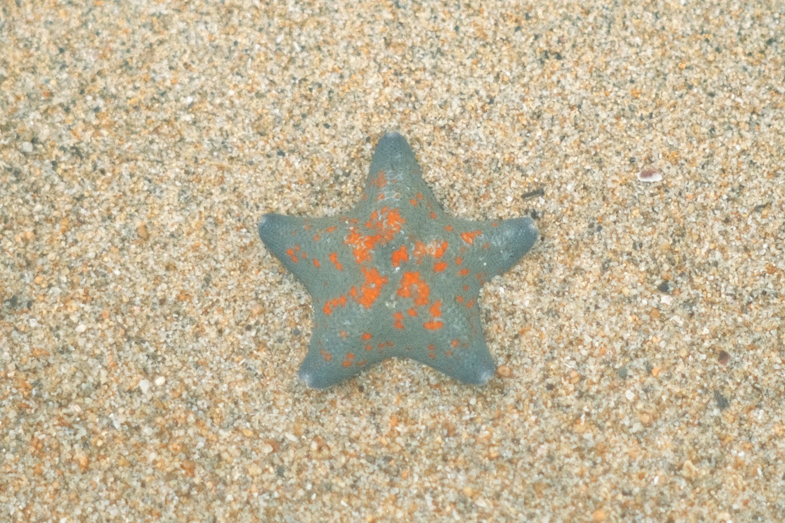 Star-shaped stone in teal color on sandy beach