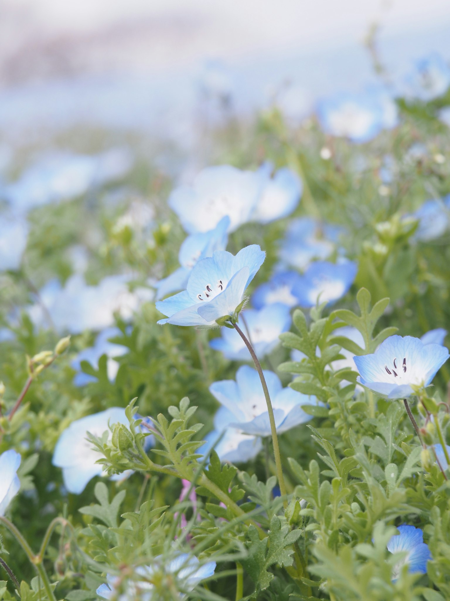 Ansammlung zarter blauer Blumen zwischen grünem Laub