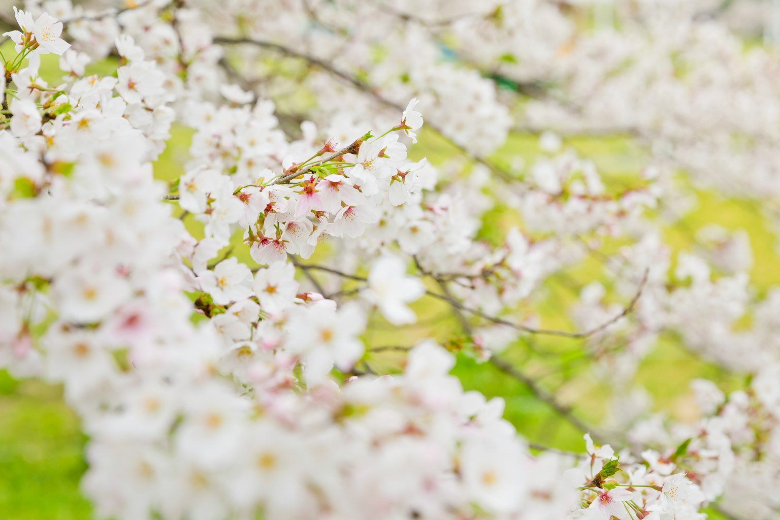 Sfondo sfocato di fiori di ciliegio bianchi con erba verde morbida