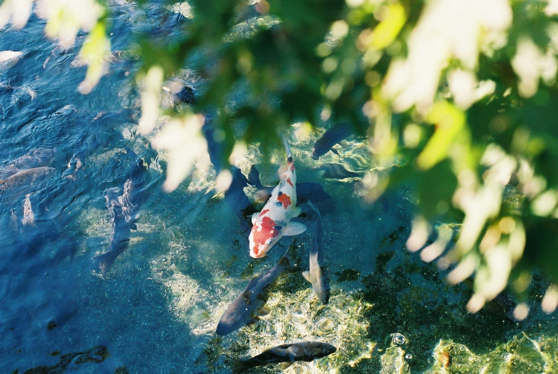 koi fish swimming in a blue pond with aquatic plants