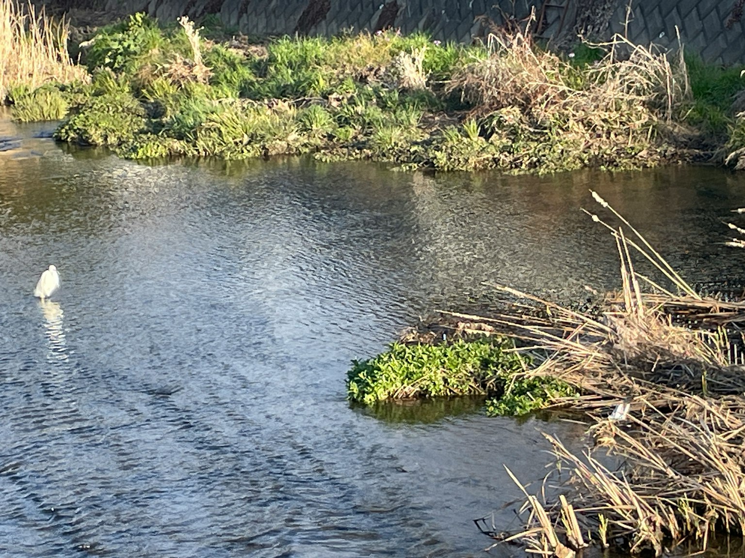 Río tranquilo con plantas verdes y hierba seca