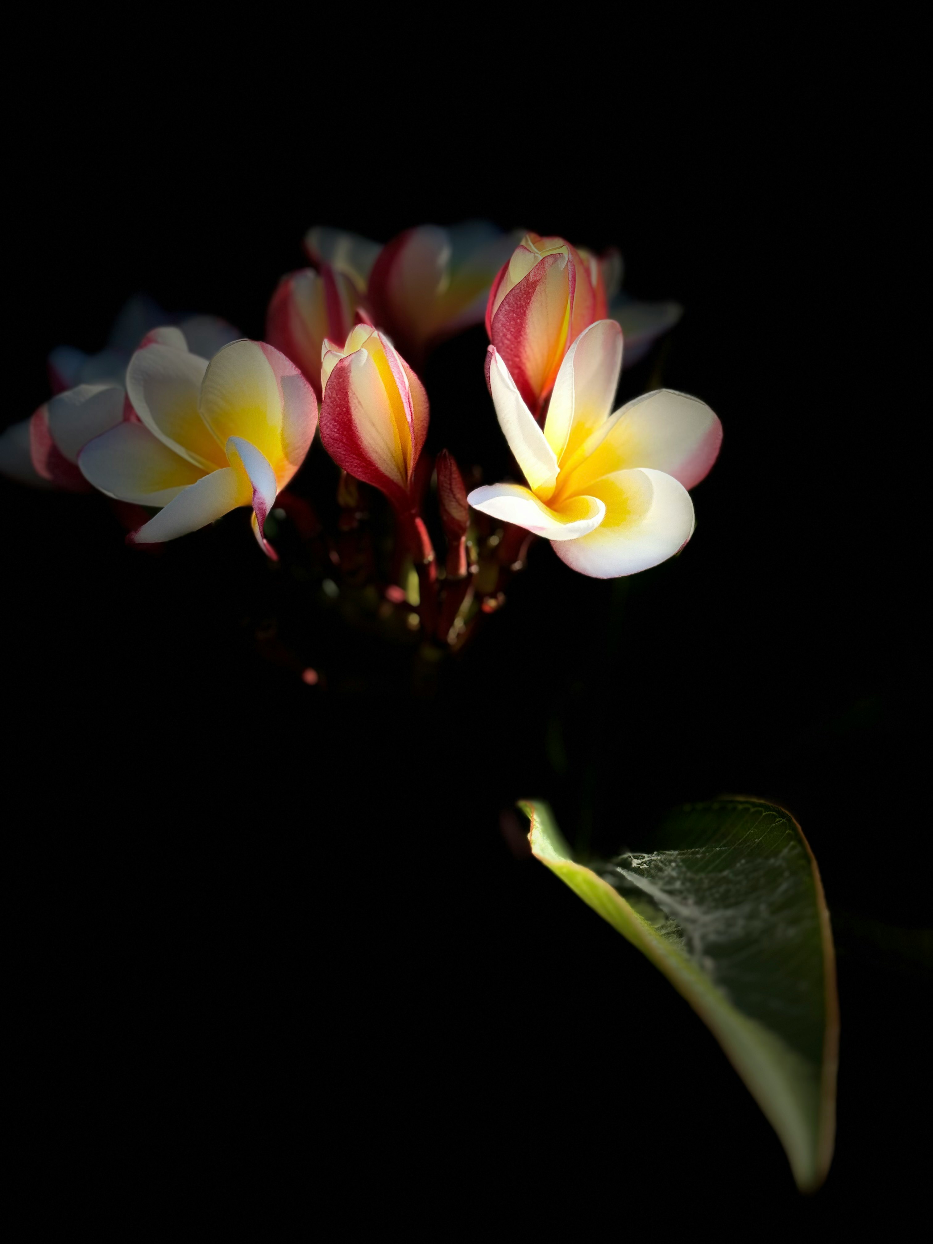黒背景に浮かぶ色鮮やかなプルメリアの花