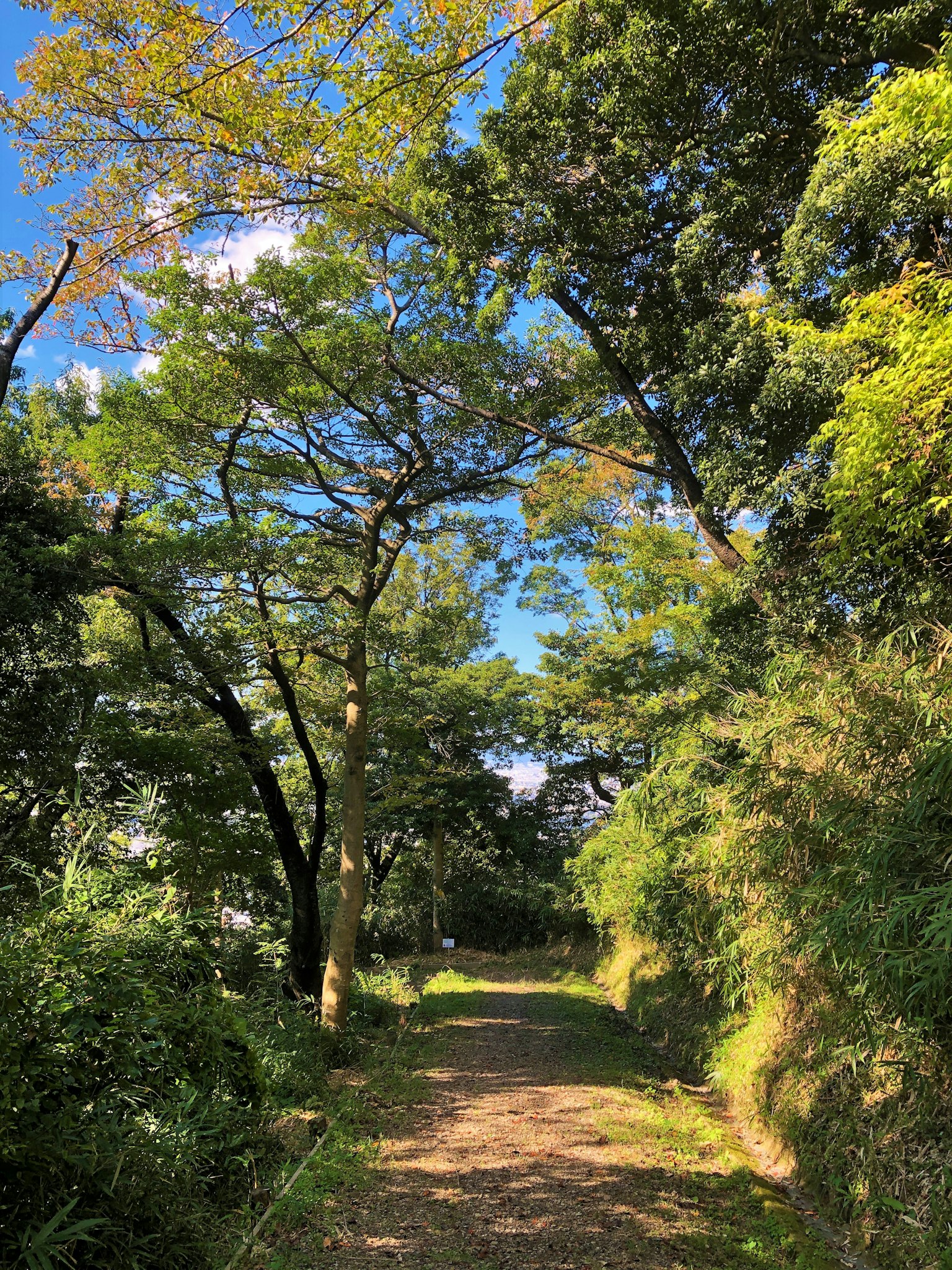 Ein üppiger grüner Weg umgeben von Bäumen unter einem blauen Himmel