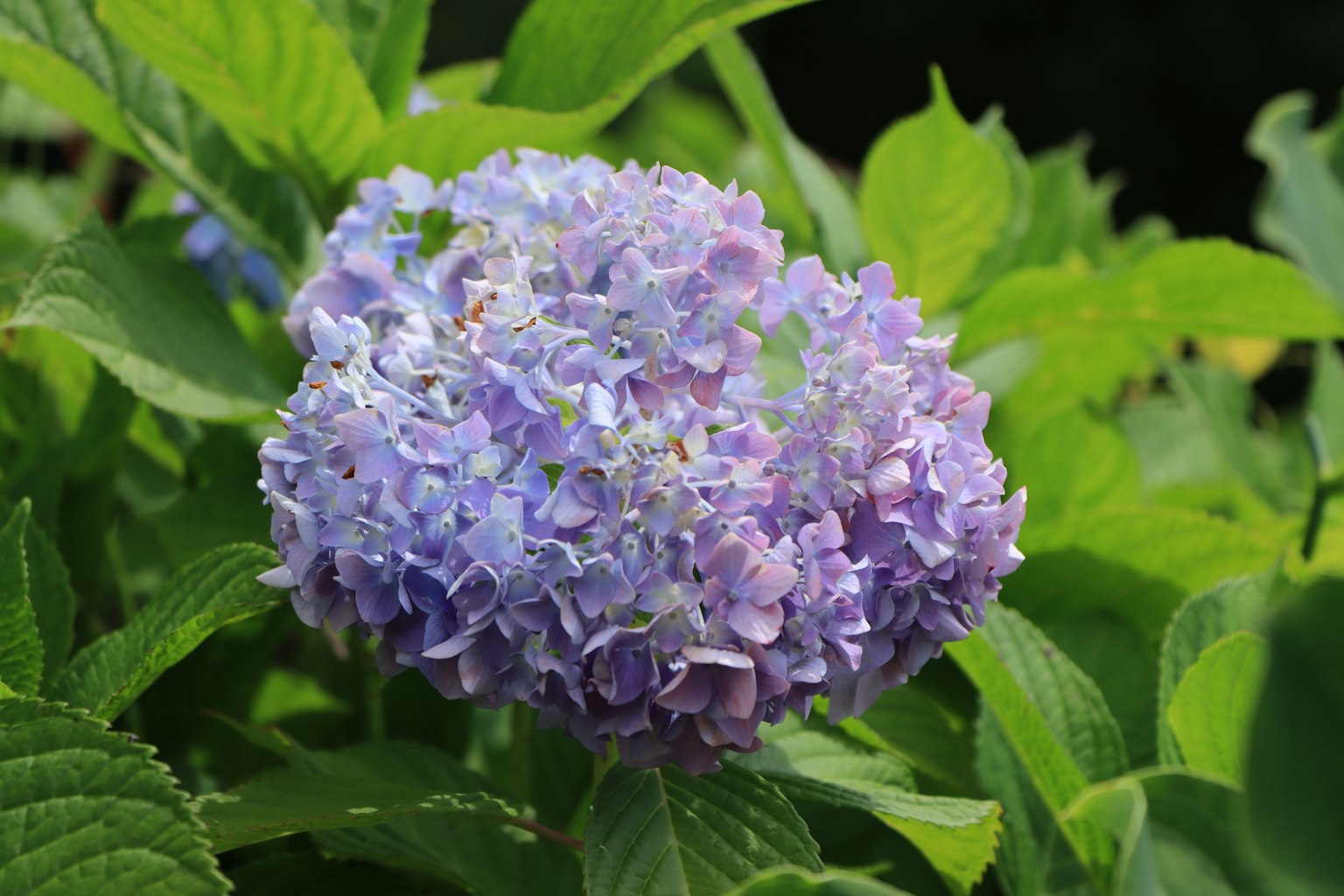 กลุ่มดอกไฮเดรนเยียสีน้ำเงินม่วงล้อมรอบด้วยใบเขียว