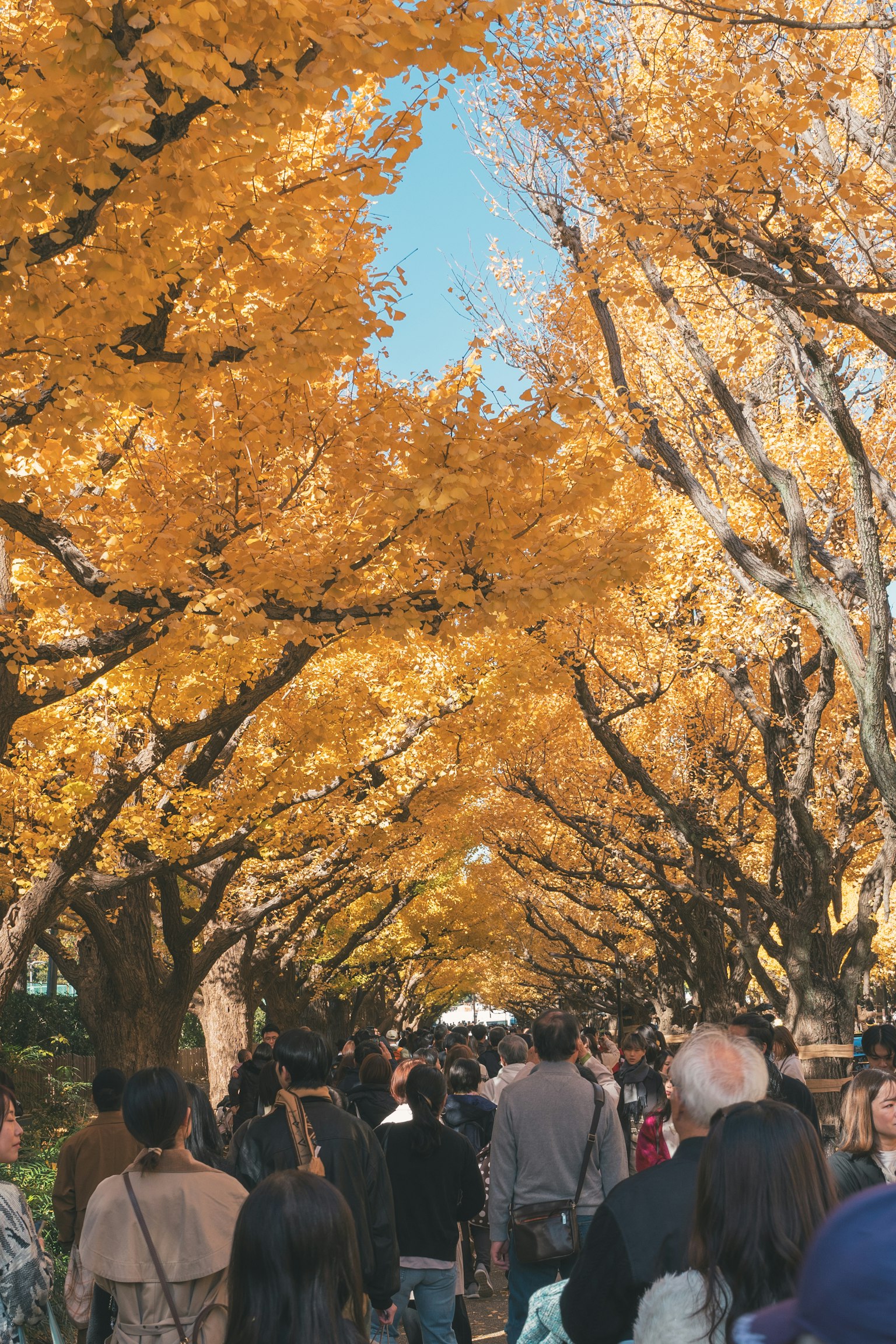 Crowd walking through a vibrant ginkgo tree avenue in autumn
