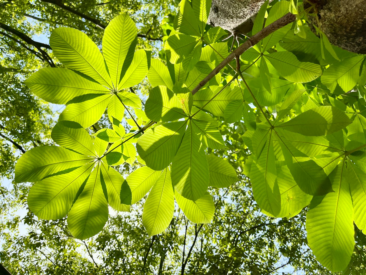 郁郁葱葱的绿叶和阳光透过树木的景象