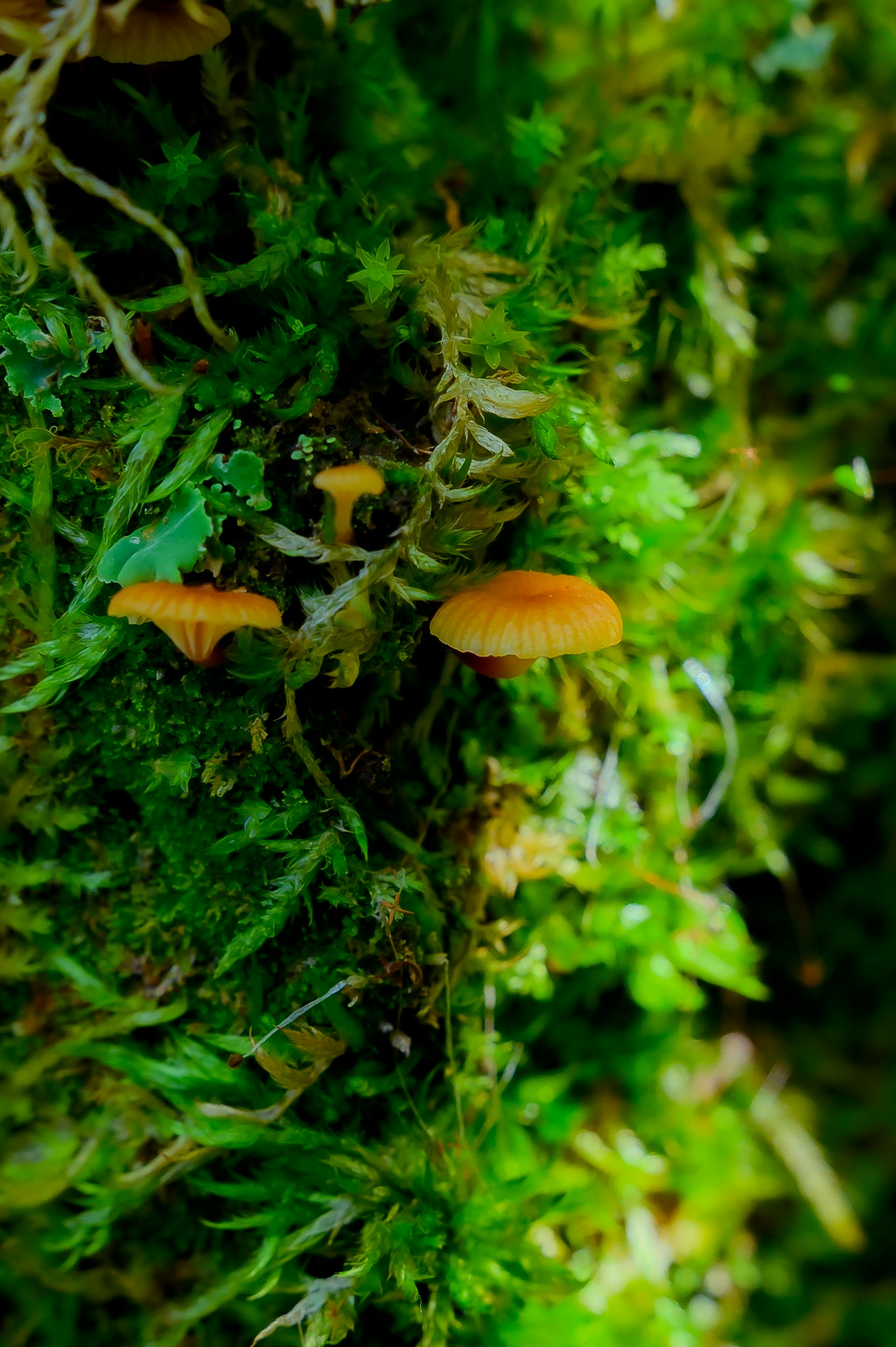 petits champignons orange sur de la mousse