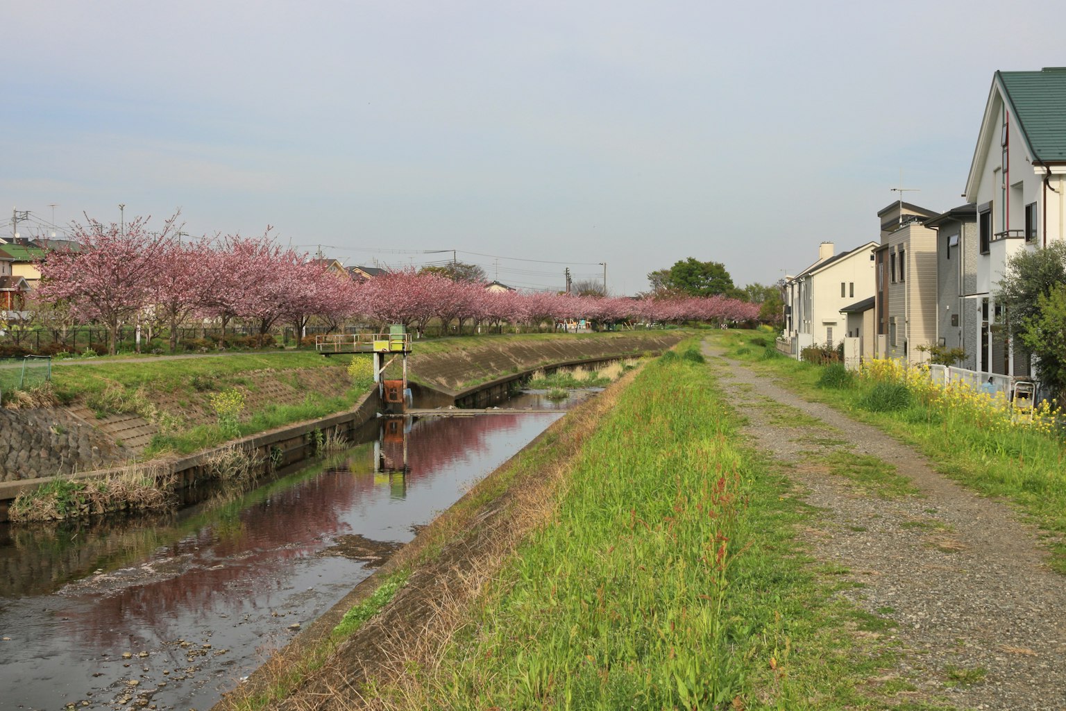 Scenic view of cherry blossom trees along a river with nearby houses