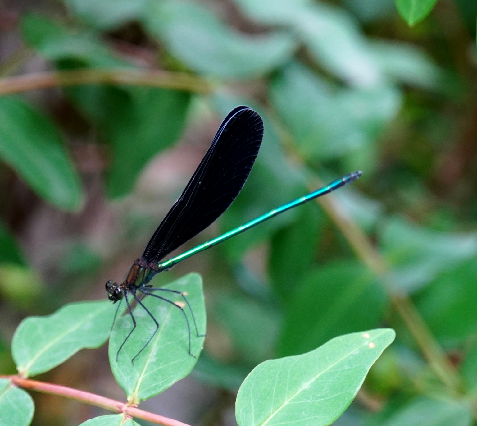 Una libellula con ali nere e una coda blu che riposa su una foglia