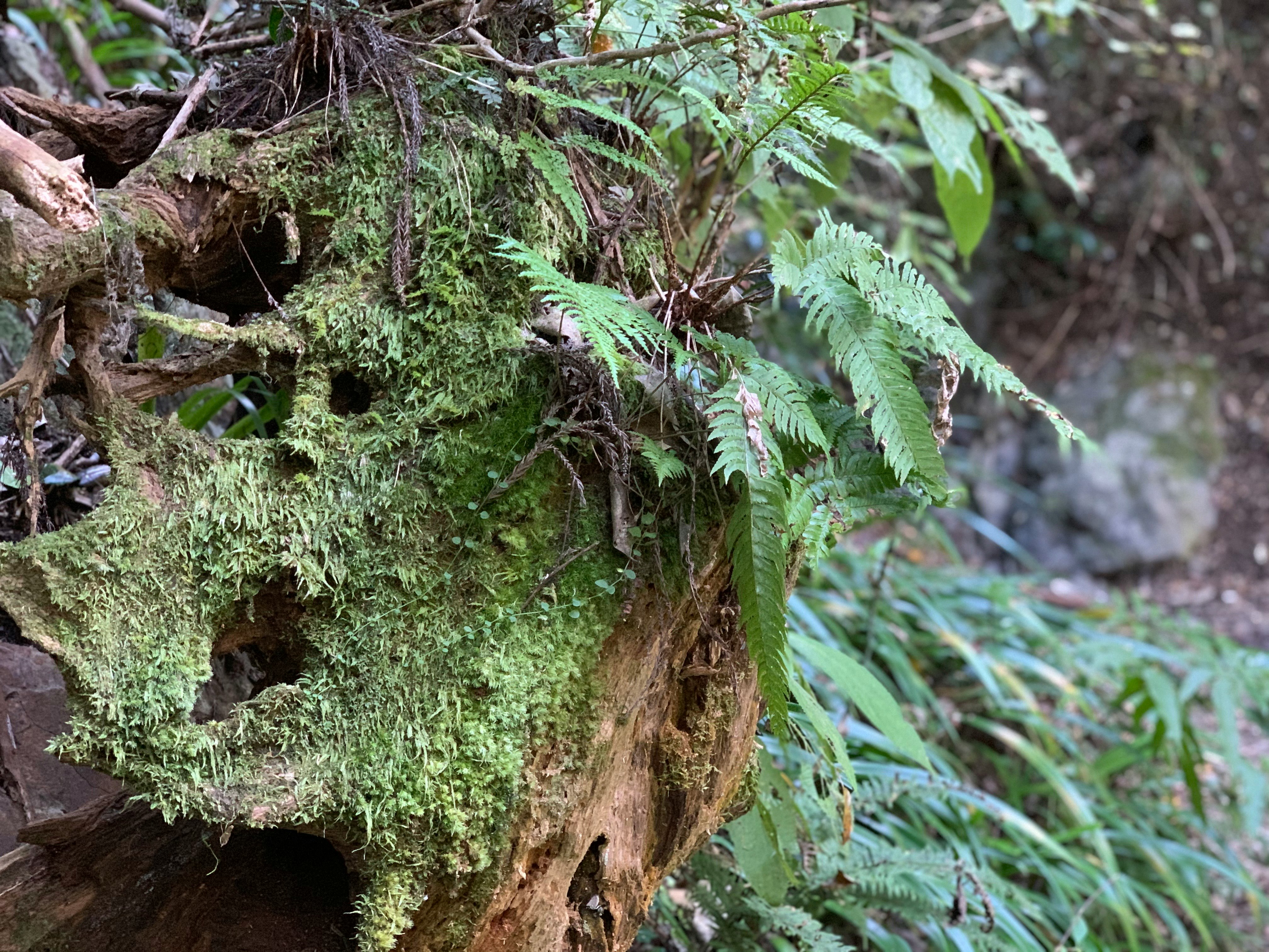 苔むした倒木とシダが茂る森の一角