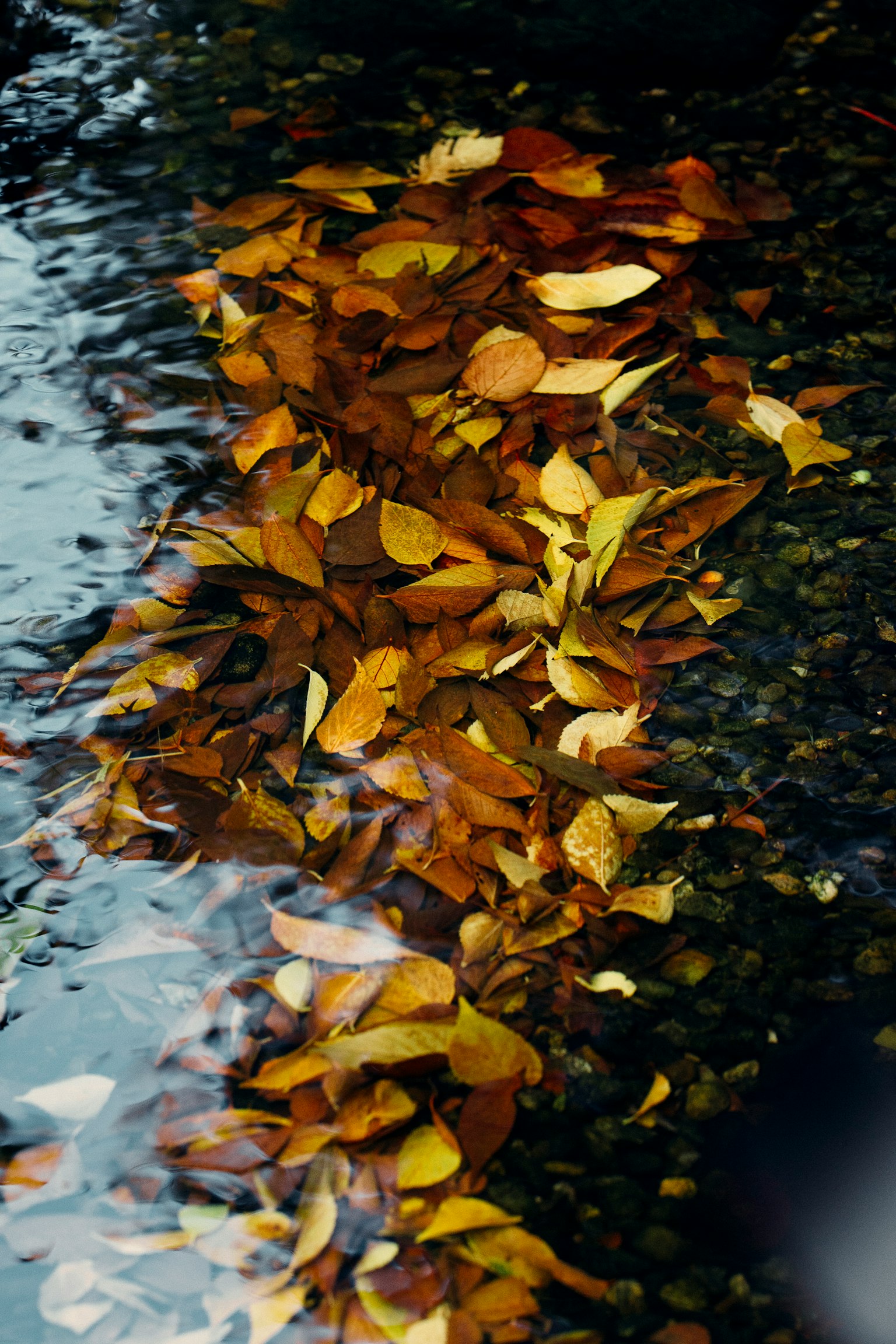 水面に浮かぶ秋の葉の色とりどりのパターン