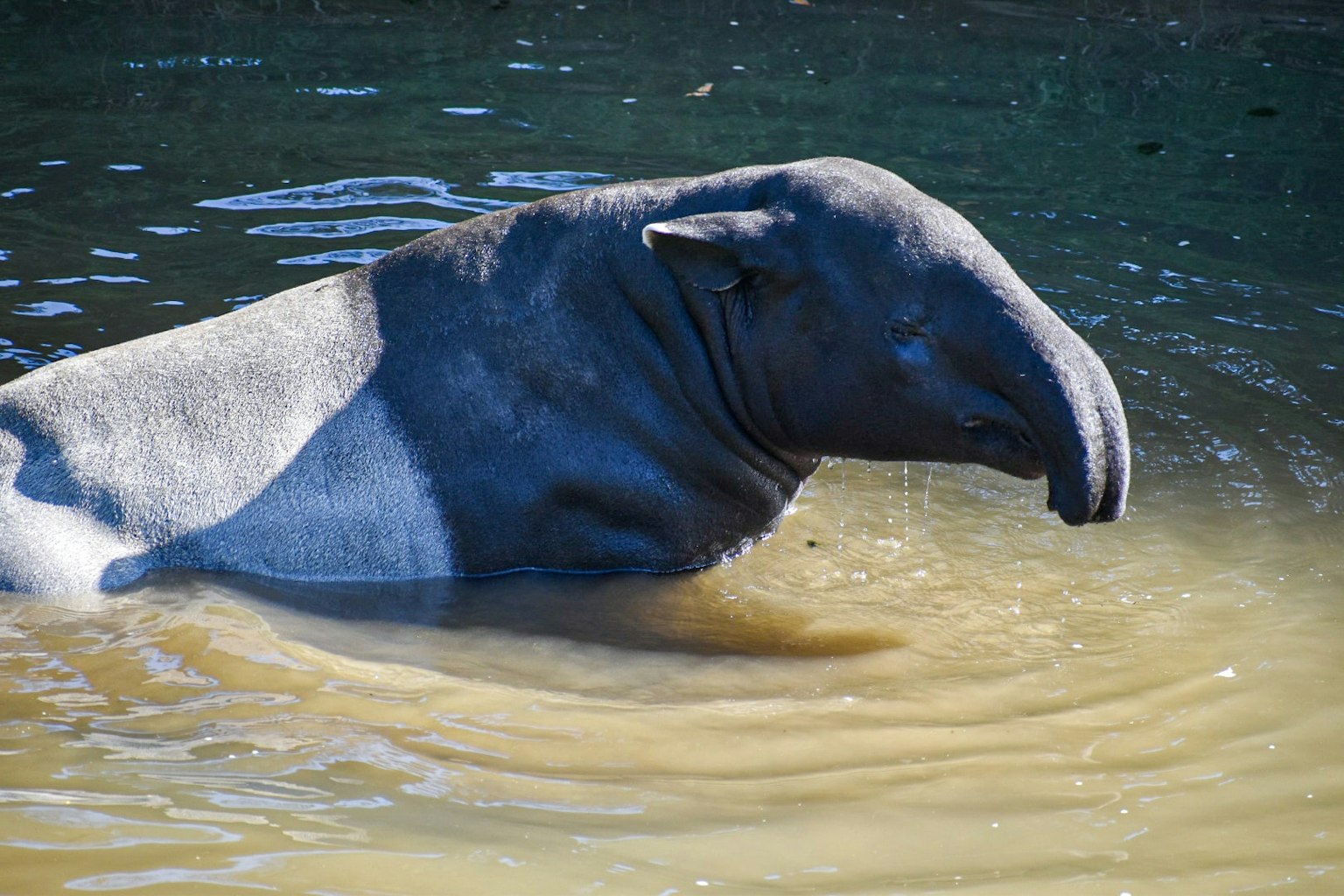 A Malayan tapir swimming in shallow water